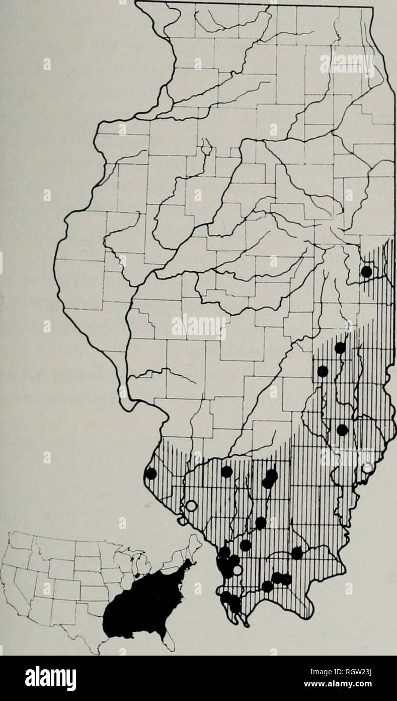 . Bulletin. Natural history; Natural history. November, 1961 Smith : Amphibians and Reptiles OF Illinois 33 deposits approximately 100 eggs in a pro- tected depression. Incubation depends on the length of time before the eggs are inun-. Fig. 23.—Distribution of Ambystoma opac- um. Hatching indicates the presumed range of the species in Illinois; solid circles indicate localities represented by specimens examined during this study; open circles, localities rep- resented by published records believed to be valid. The lower map depicts the total range of the species in the United States. dated, a Stock Photo