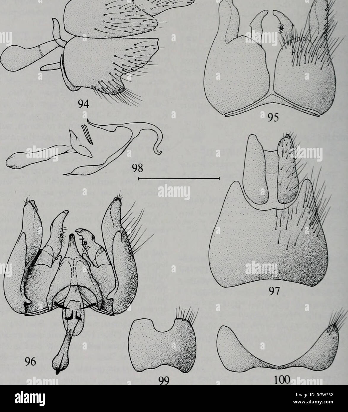 . Bulletin. Natural history; Natural history. 222 Illinois Natural History Survey Bulletin Vol. 32, Art. 3. Fig. 94—100. — Tabuda varia Wlk. mole terminalla. 94. — Genitalia in lateral view. 95. — Gono- coxites and hypandrium in ventral view. 96. — Gonocoxites with appendages and aedeagus in dorsol view. 97. — Epandrium with appendages in dorsal view. 98. — Aedeagus in laterol view. 99. — Sternite 8. 100. — Tergite 8. Scale; 0.5 mm. proximal portion of ejaculatoiy apodeme; ventral apodeme large, narrowly spoon shaped distally; ejaculatory apodeme has enlarged proximal and distal sections; vent Stock Photo