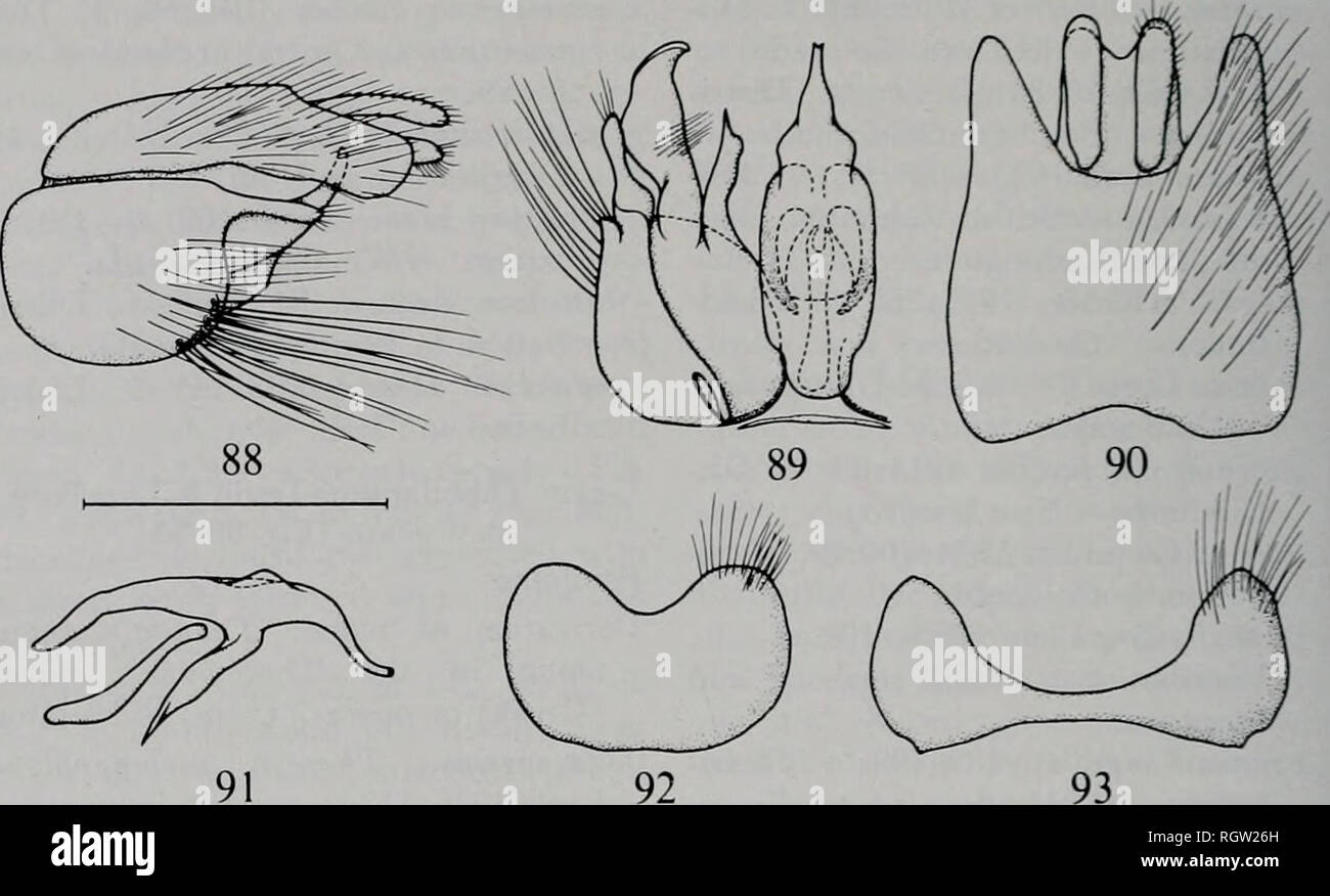 . Bulletin. Natural history; Natural history. 220 Illinois Natural History Survey Bulletin Vol. 32, Art. 3. Fig. 88—93. — Tabudamima mehnopbteba (Lw.) male terminalia. 88. — Genitalia in lateral view. 89. — Right gonocoxite with appendages and aedeagus in dorsal view. 90. — Epandrium with ap- pendages in dorsal view. 91. — Aedeagus in lateral view. 92. — Sternite 8. 93. — Tergite 8. Scale: 0.5 mm. R4 longer than vein R5; cell r4 2.1-2.2 X as long as wide at apex; color grayish hy- aline in male, but has more brownish tinge in female; veins very strong and dark; vein R4 often has recurrent vein Stock Photo