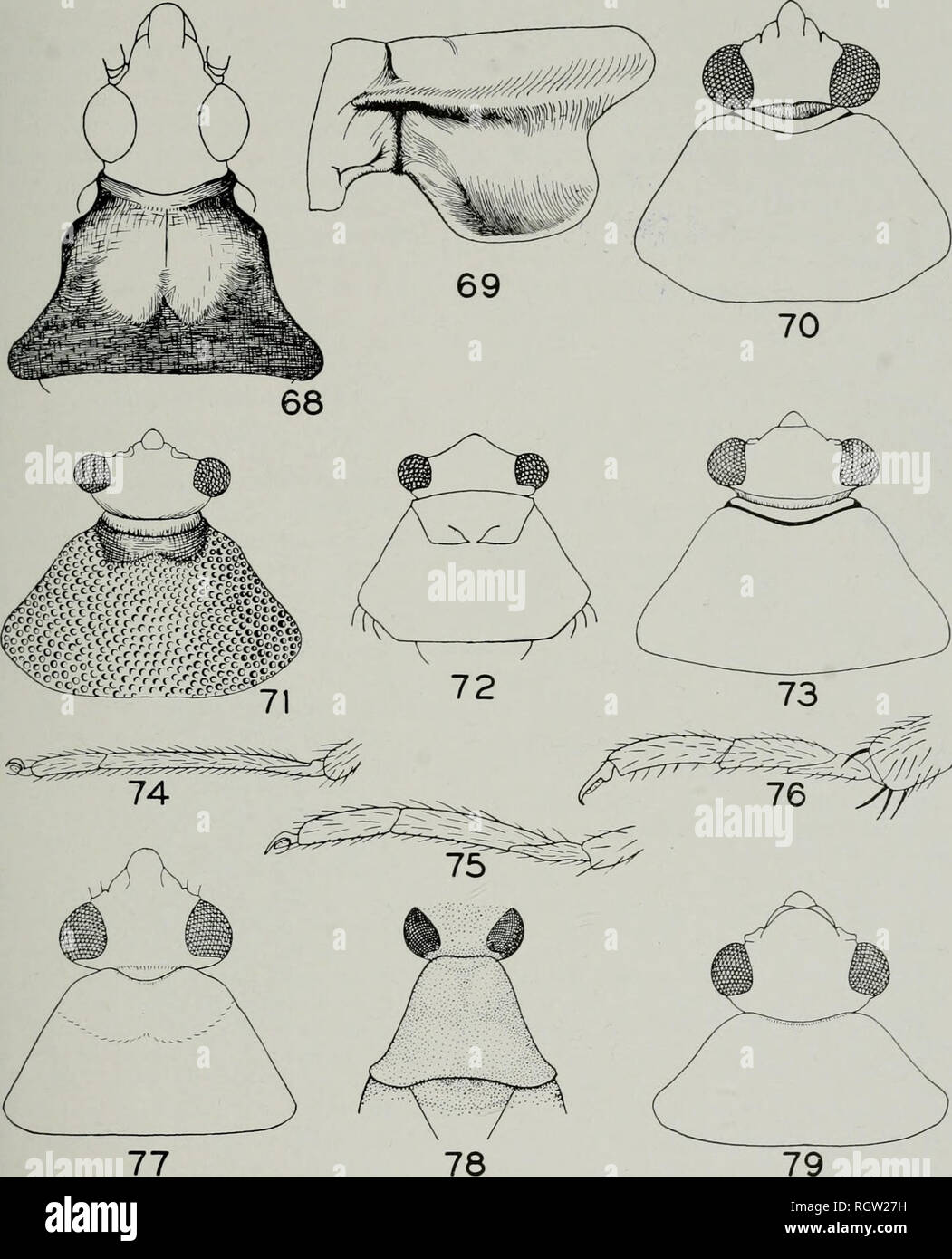 . Bulletin. Natural history; Natural history. September, 1941 Knight: Plant Bugs, or Miridae, of Illinois 23. Fig. 68.âHead and pronotum of Fulvius Fig. 73.âHead and pronotum of Monaloc- bmnneus. oris filicis. T?;â An o^u c nf- â J 1 L , I.. Fie. 74.âTarsi of Macrolophus tenuicornis. rig. 09.â frothorax or Mtrts dolabratus, lat- â &quot;&amp;â¢'â¢ / eral aspect, showing the prominent lateral ridge Ys,. 75.âTarsi of Dicyphus vestitia. characteristic of the Mirinae. Fig. 76.âTarsi of Orectoderus obliquus. Fig. 70.â Head and pronotum of Derae- ^. ..Â» tt , , r r.; â oco7-is nubilus. '^S- ''â¢âHe Stock Photo