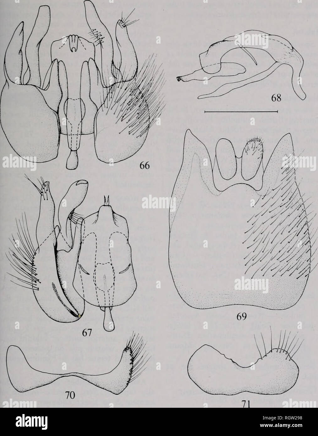 . Bulletin. Natural history; Natural history. Nov., 1980 Irwin &amp; Lyneborg: The Genera of Nearctig Therevidae 213. Fig. 66-71. — Pandivirilia limala (Coq.) male terminalia. 66. — Gonocoxite with appendages and aedeagus in ventral view. 67. — Right gonocoxite with appendages and oedeagus in dorsal view. 68. — Aedeagus in lateral view. 69. — Epandrium with appendages in dorsal view. 70. — Tergite 8. 71. — Sternite 8. Scale: 0.5 mm. slightly extended anteriorly beyond dor- sal apodeme; ventral lobes of gonocoxites large, rounded, directed obliquely up- ward, with a membranous attachment to ven Stock Photo