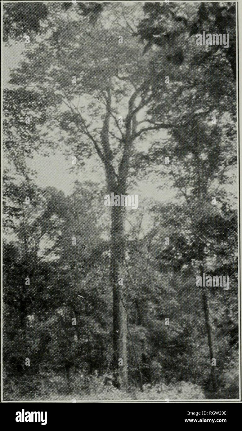 Bulletin. Natural history; Natural history. Trees of Illinois 169 CELTIS  OCCIDENTALIS Linnaeus Hackberry Sugarberry The Hackberry is a tree of only  very moderate height, with a round- topped head of spreading