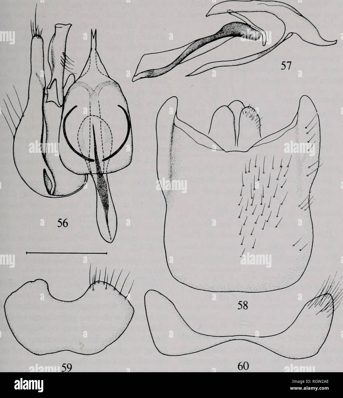 . Bulletin. Natural history; Natural history. Nov., 1980 Irwin &amp; Lyneborg: The Genera of Nearctic Therevidae 209. Fig. 56—60. — Viriliricta montivaga (Coq.) male ierminalia. 56. — Right gonocoxite with appendages and oedeagus in dorsal view. 57. — Aedeagus in lateral view. 58. — Epandrium with appendages in dorsal view. 59. — Sternite 8. 60.—Tergite 8. Scale: 0.5 mm. margin of aedeagus; ventral epandrial sclerite rather well sclerotized, especially fKisteriorly, where it is pointed and keel shaped, and diverges from cerci; para- meral apodeme without attachment to aedeagus; distiphallus in Stock Photo