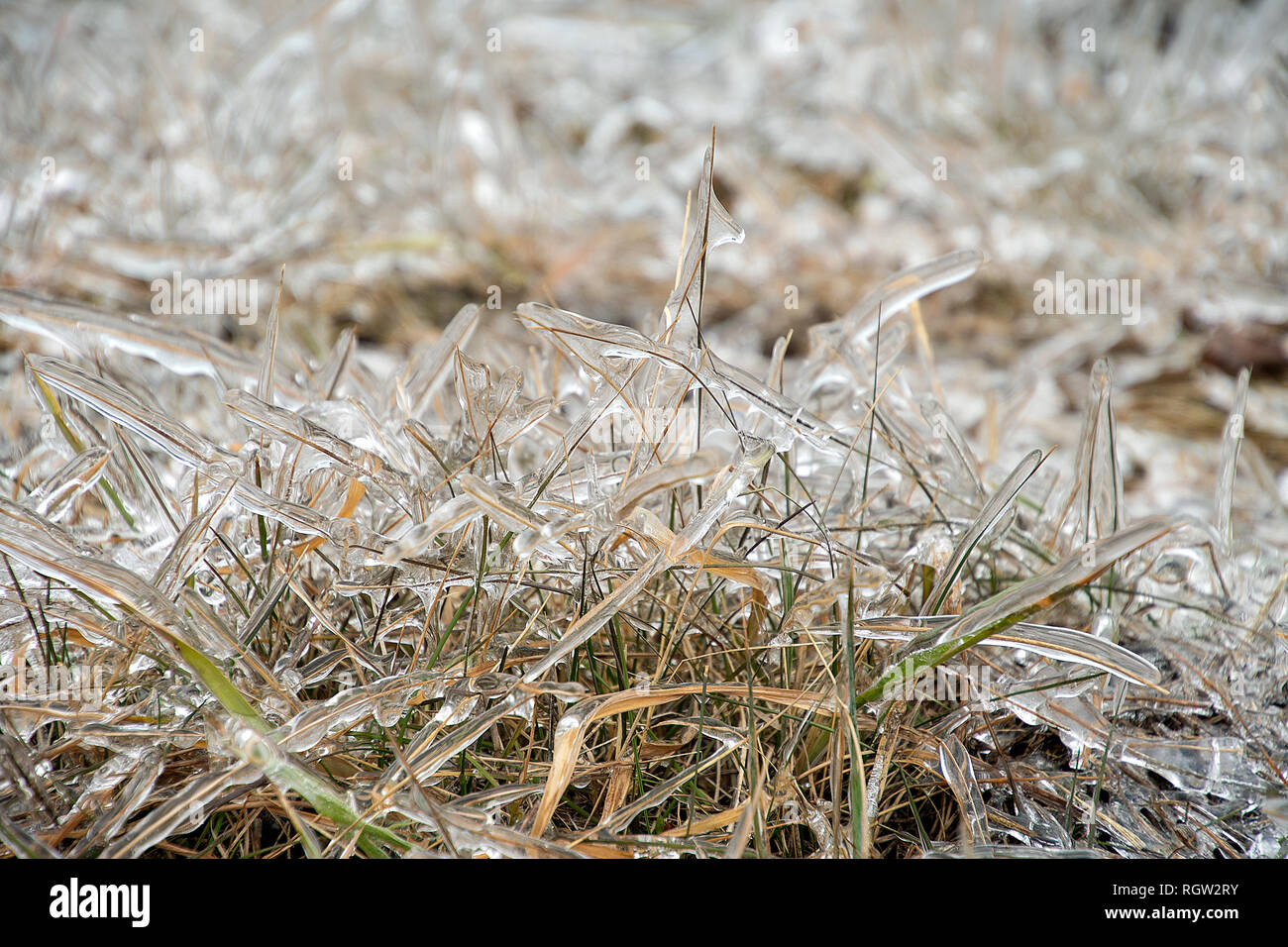 close up of grass covered in thick clear ice layer Stock Photo