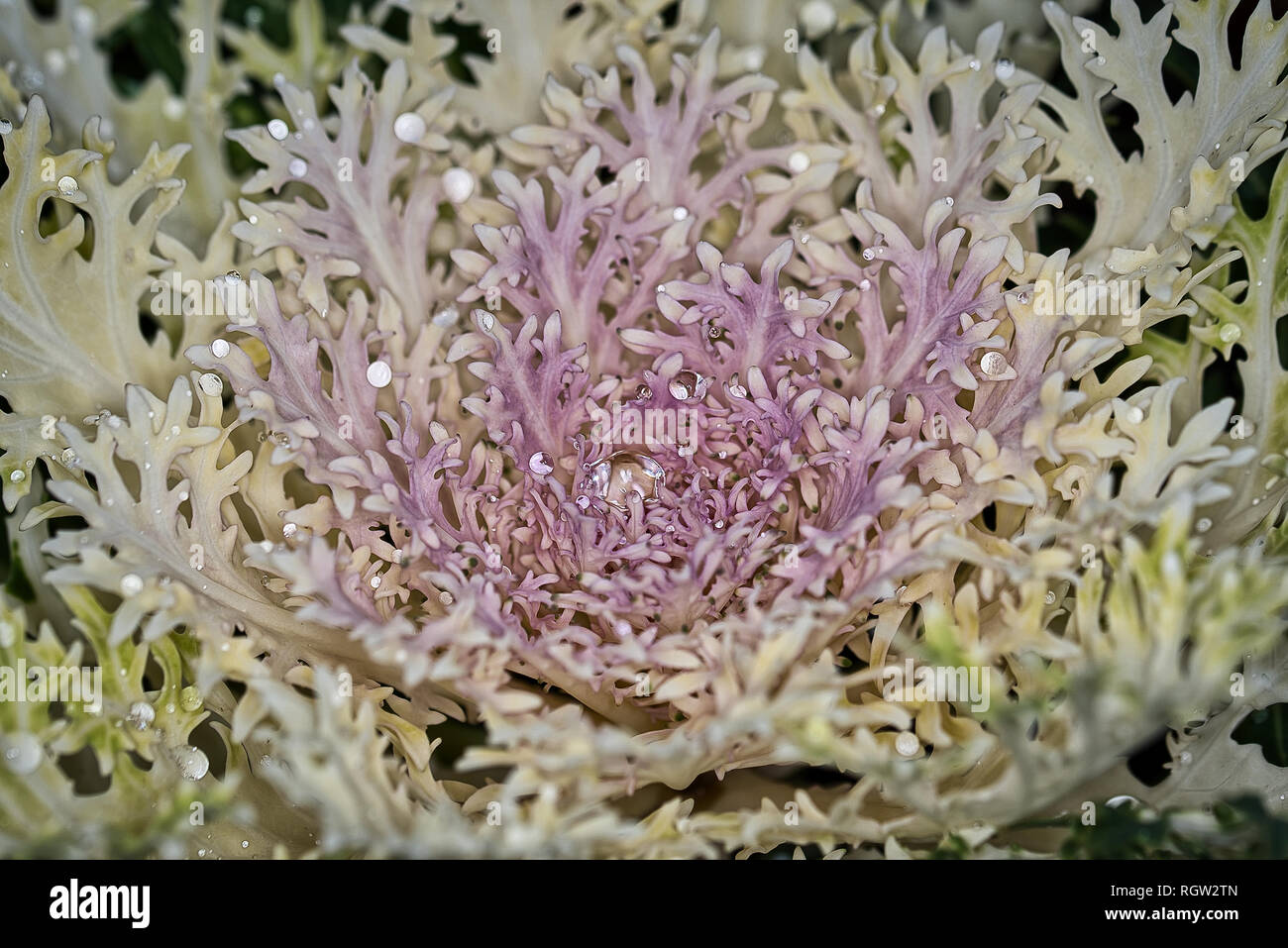 Plants Flowers Macro Photography Stock Photo