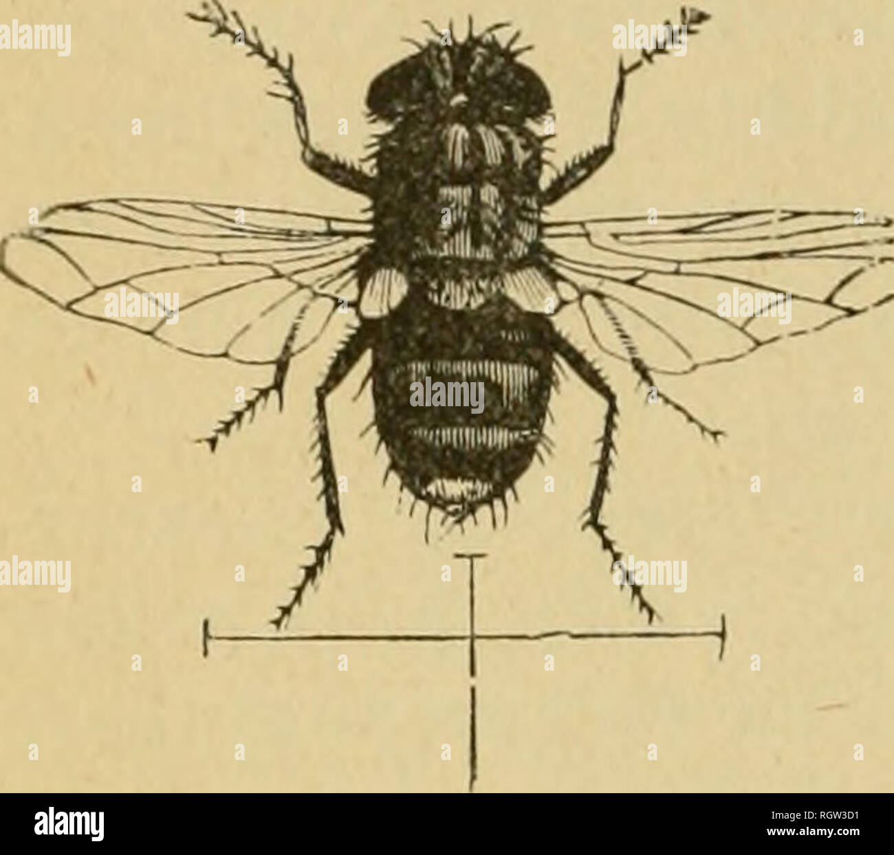 Intobole Insects . Bulletin. Insects; Insect pests; Entomology; Insects; Insect pests ...