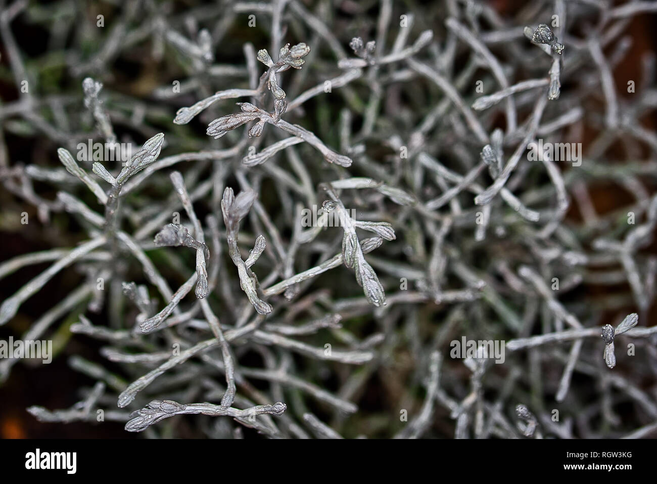 Plants Flowers Macro Photography Stock Photo