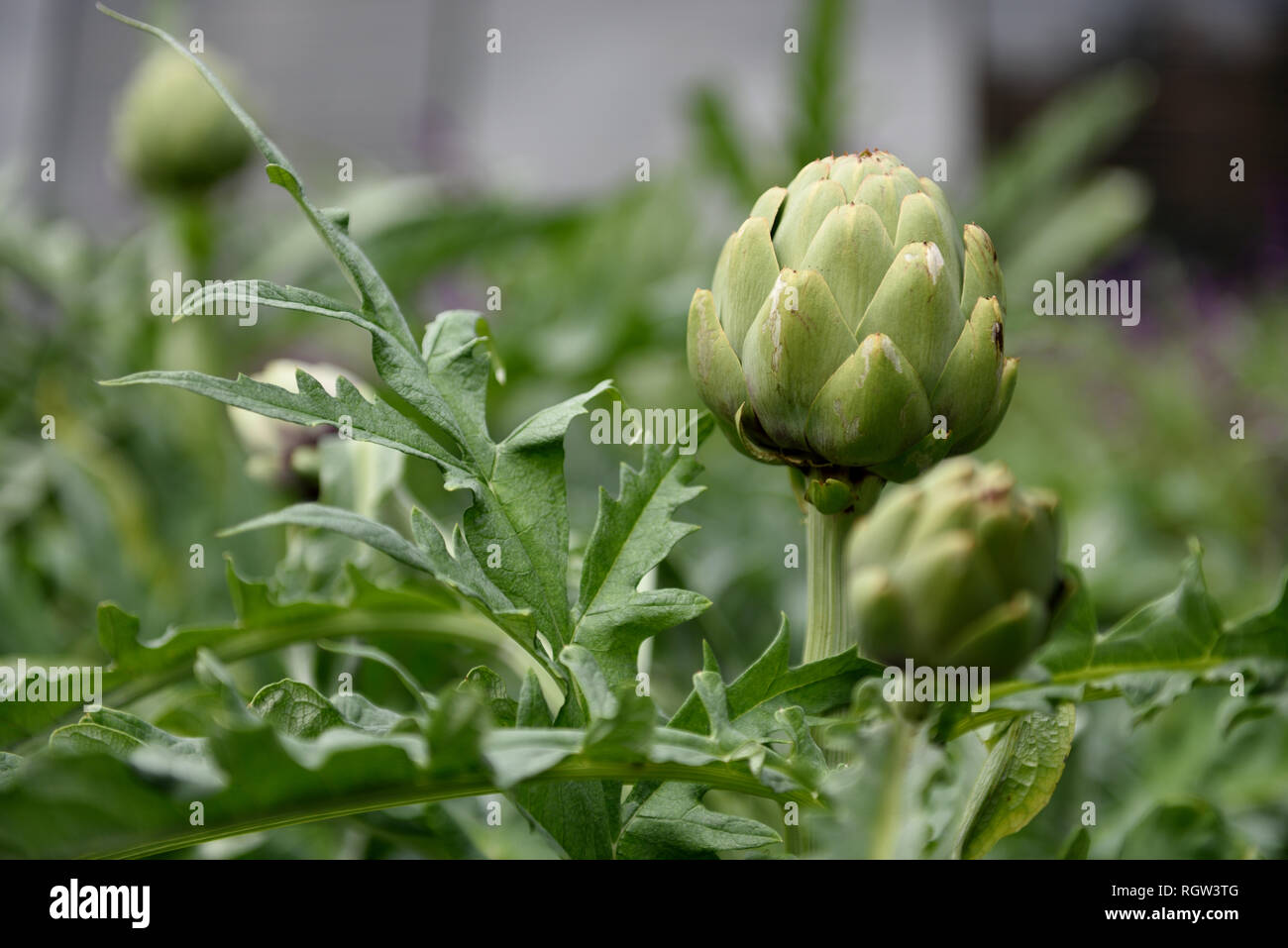 Globe artichoke plant hires stock photography and images Alamy