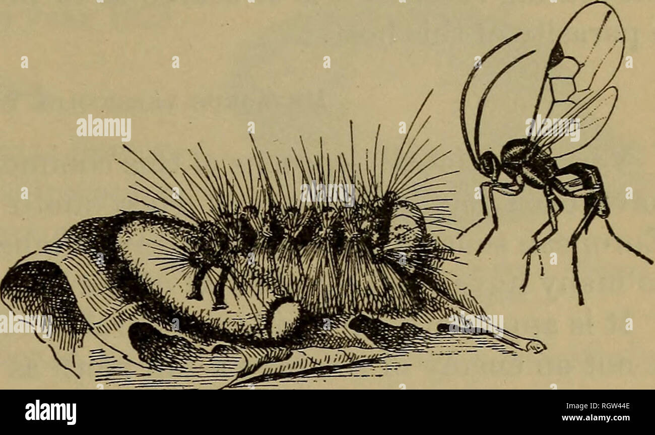. Bulletin. Insects; Insect pests; Entomology; Insects; Insect pests; Entomology. PARASITES OF GIPSY-MOTH CATERPILLARS. 189. Fig. 28.—Apanteles solitarius: Adult female and cocoon, larged. (Original.) En- On the other hand, studies with the parasites of native insects have revealed the existence of what may be called accidental or incidental parasites. These may be important parasites of one insect and of no importance whatever in connection with another, nearly allied. Sometimes this is due to the fact that the one species of host may excite in the mother parasite the desire to oviposit, whic Stock Photo