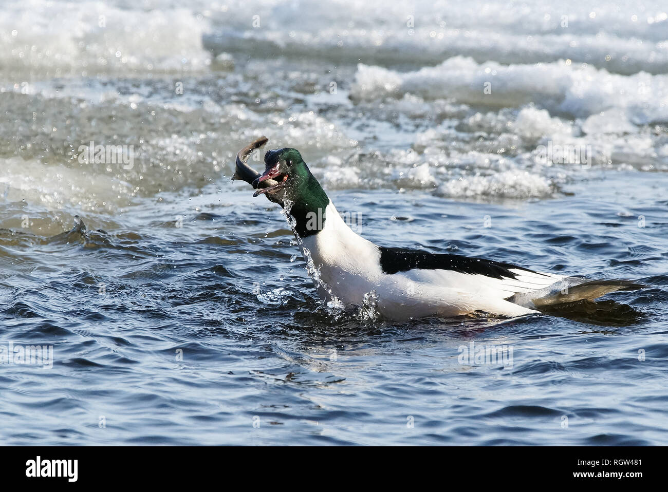 Goosander, European river lamprey Stock Photo