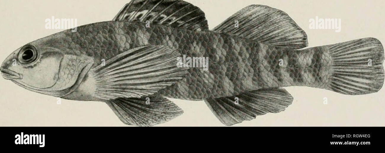 . Bulletin. Natural history; Natural history. Boleichthys fusiformis (Girard). x2.. RAINBOW DARTER. Etheostoma coeruleum Storer. Male. xlK. Please note that these images are extracted from scanned page images that may have been digitally enhanced for readability - coloration and appearance of these illustrations may not perfectly resemble the original work.. Illinois. Natural History Survey Division. Urbana, State of Illinois, Dept. of Registration and Education, Natural History Survey Division Stock Photo