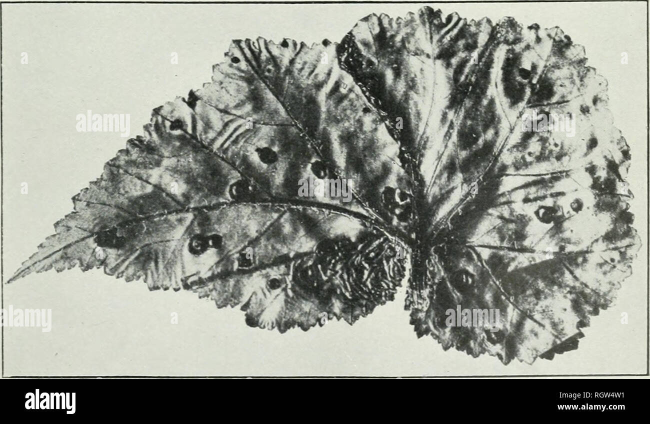 . Bulletin. 1901-13. Agriculture; Agriculture. Fig. 1.—Leaves of Geranium Affected with Bacterial Blight.. Fig. 2.—Leaf of Begonia Affected with Bacterial Blight.. Please note that these images are extracted from scanned page images that may have been digitally enhanced for readability - coloration and appearance of these illustrations may not perfectly resemble the original work.. United States. Bureau of Plant Industry, Soils, and Agricultural Engineering. Washington Govt. Print. Off Stock Photo