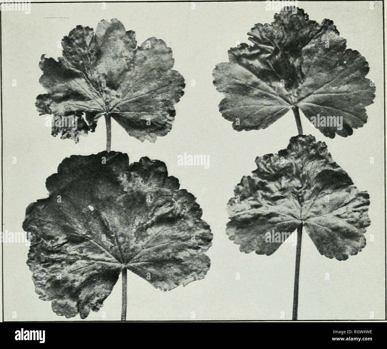 . Bulletin. 1901-13. Agriculture; Agriculture. Bui. 226, Bureau of Piant Industry, U. S. Dept. cf Agriculture. Plate XVI. Fig. 1.—Leaves of Geranium Affected with Bacterial Blight.. Please note that these images are extracted from scanned page images that may have been digitally enhanced for readability - coloration and appearance of these illustrations may not perfectly resemble the original work.. United States. Bureau of Plant Industry, Soils, and Agricultural Engineering. Washington Govt. Print. Off Stock Photo