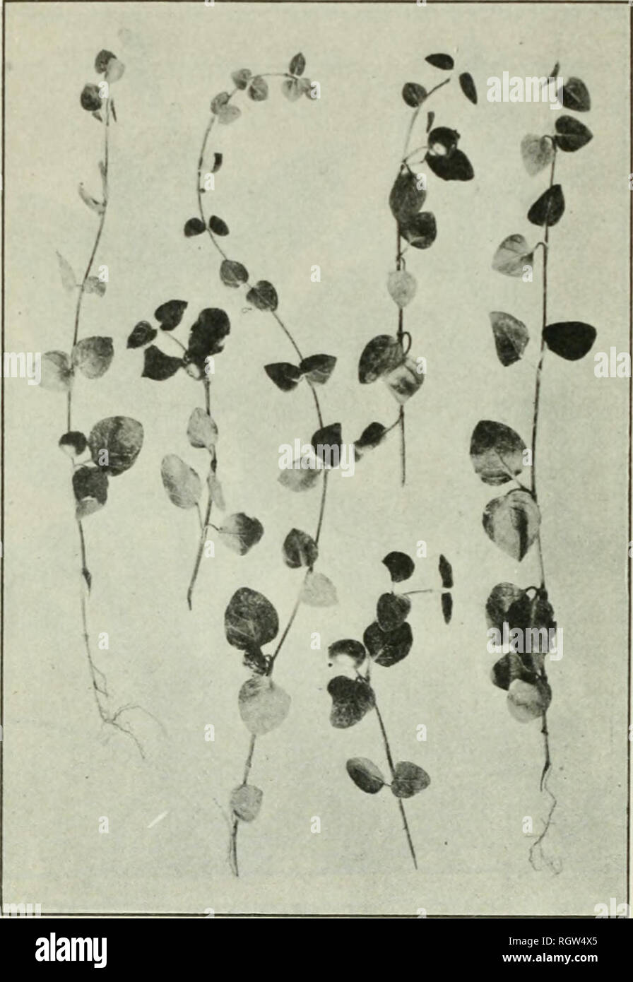 . Bulletin. 1901-13. Agriculture; Agriculture. 34 AMERICAN MKDICINAI, T.PLWKS ANM) HKRBS. SQUAW VINE. Mitchella repens L. Other common names.—Checkorbcrry, partridjicbcrry, docrbrrry, hive vine, sqiiaw- borry, fwinberry, rhickeiibcrry, rnwborry, boxborry, fuxbcrry, ])artridp;e vine, winter clover, wild running box, one berry, pipeonberry, snakeberry, two-eyed ber- ry, pquaw-plum. Habitat and range.—The squaw vine is common in woods from Nova Scotia to Minnesota and south to Florida and Arkansas, where it is generally found creeping about the bases of trees. Description.—This slen- der, creepin Stock Photo