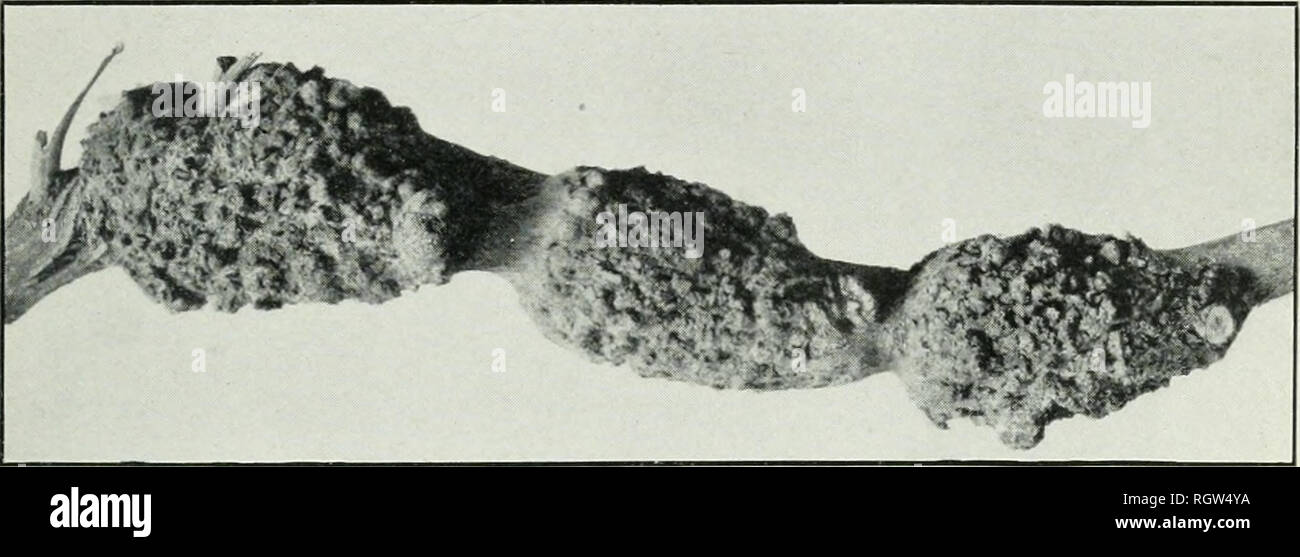 . Bulletin. 1901-13. Agriculture; Agriculture. Fig. 1.—Leaf of the Japanese Privet Affected with Leaf-Spot Due to Cercospora Ligustri.. Fig. 2.—Small Branch of Mesquite, Showing Three Galls of Possible Bacterial Origin.. Please note that these images are extracted from scanned page images that may have been digitally enhanced for readability - coloration and appearance of these illustrations may not perfectly resemble the original work.. United States. Bureau of Plant Industry, Soils, and Agricultural Engineering. Washington Govt. Print. Off Stock Photo