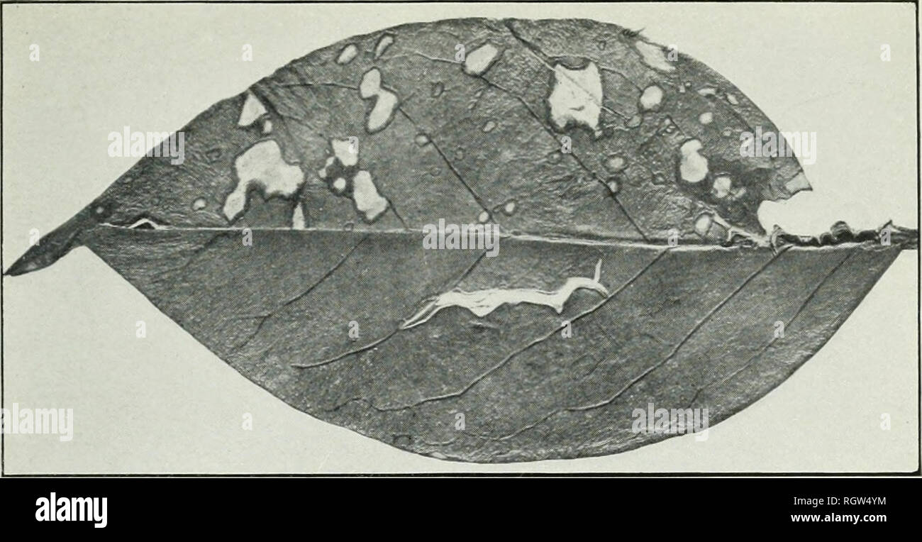 . Bulletin. 1901-13. Agriculture; Agriculture. Bui. 226, Bureau of Plant Industry, U. S. Dept. of Agriculture. Plate XV.. Fig. 1.—Leaf of the Japanese Privet Affected with Leaf-Spot Due to Cercospora Ligustri.. Please note that these images are extracted from scanned page images that may have been digitally enhanced for readability - coloration and appearance of these illustrations may not perfectly resemble the original work.. United States. Bureau of Plant Industry, Soils, and Agricultural Engineering. Washington Govt. Print. Off Stock Photo