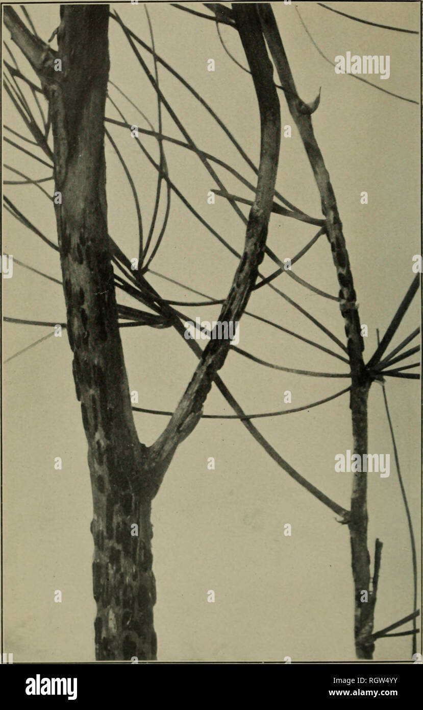 . Bulletin. 1901-13. Agriculture; Agriculture. Bui. 263, Bureau of Plant Industry, U. S. Dept. of Agriculture. Plate IV.. Asparagus Branch with Sori of Puccinia asparagi in Uredo and Teleuto Stages. x5.. Please note that these images are extracted from scanned page images that may have been digitally enhanced for readability - coloration and appearance of these illustrations may not perfectly resemble the original work.. United States. Bureau of Plant Industry, Soils, and Agricultural Engineering. Washington Govt. Print. Off Stock Photo