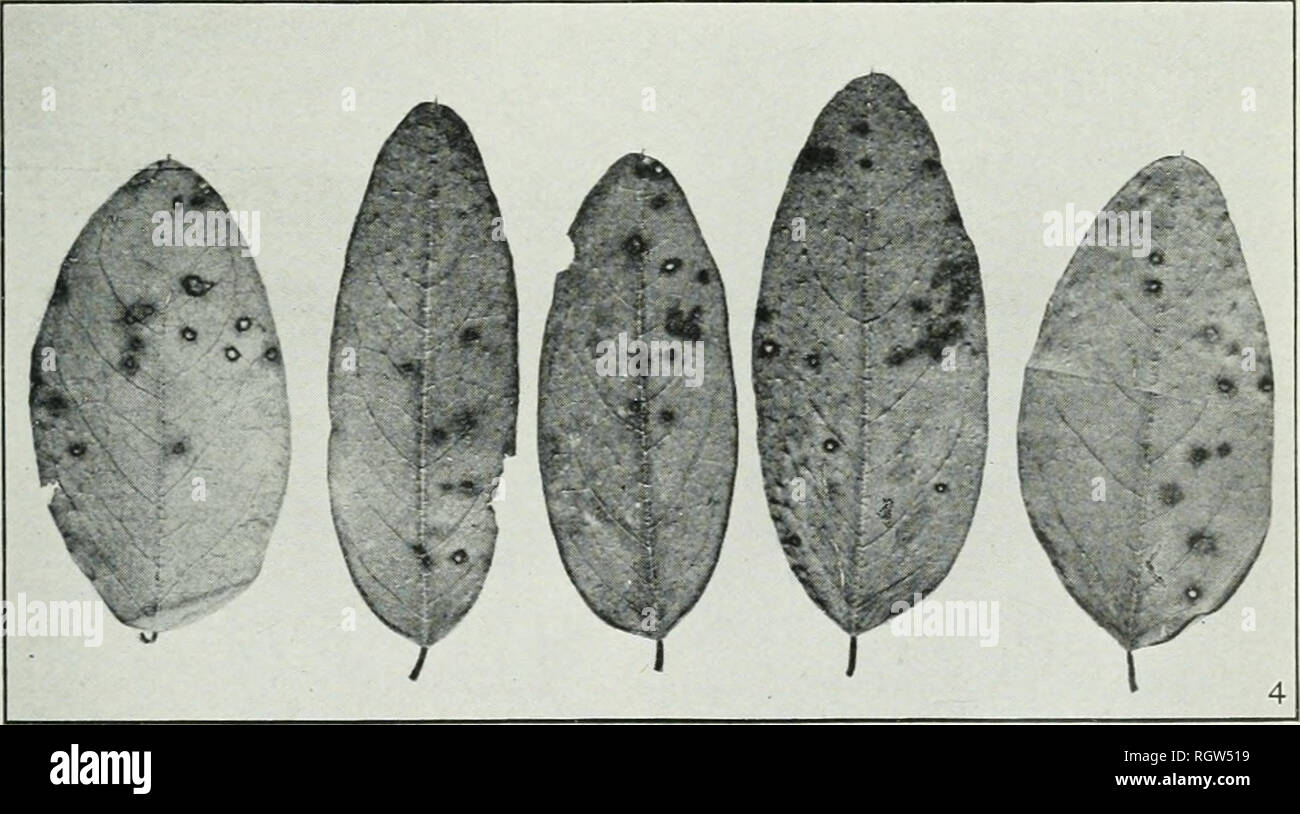 . Bulletin. 1901-13. Agriculture; Agriculture. Fig. 1.—Leaf of Winged Elm Affected with Scab Due to Gnomonia Ulmea. Fig. 2.—Leaf of Red Mulberry, Showing Eye-Spot Due to Cercospora Moricola. Fig. 3.—Leaf of Live Oak, Showing Tar-Spot Due to Rhytisma Erythrosporum. Fig. 4.—Leaflets of Black Locust, Showing the Characteristic Spotting Due to Cylindrosporium Solitarium.. Please note that these images are extracted from scanned page images that may have been digitally enhanced for readability - coloration and appearance of these illustrations may not perfectly resemble the original work.. United S Stock Photo