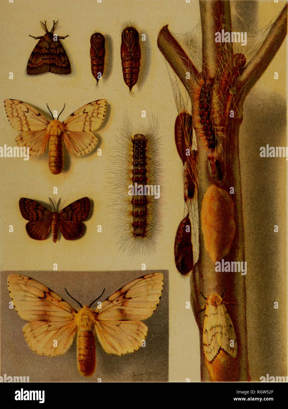 . Bulletin. Insects; Insect pests; Entomology; Insects; Insect pests; Entomology. S^#). AHiirTiS. LoBalTimorE. Different Stages of the Gipsy Moth (Porthetria dispar). Egg mass on center of twig; female moth ovipositing just below; female moth below, at left, enlarged; male moth, somewhat reduced, immediately above; female moth immedialely above, somewhat reduced; male moth with wings folded in upper left; male chrysalis at right of this; female chrysalis again at right; larva at center. (Original.). Please note that these images are extracted from scanned page images that may have been digital Stock Photo