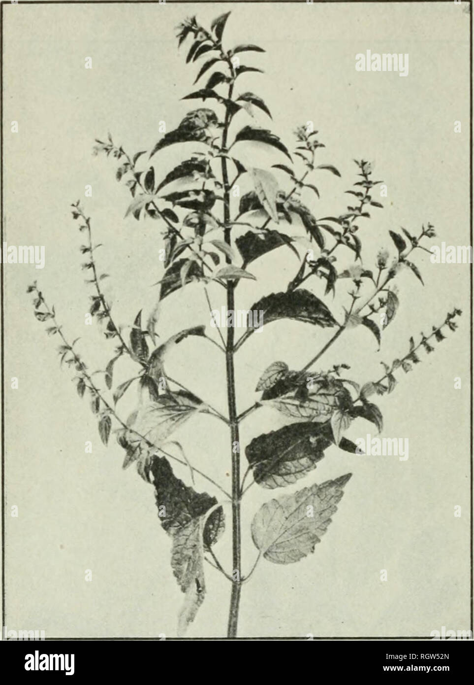 . Bulletin. 1901-13. Agriculture; Agriculture. 22 AMERICAN MKDICINAL LEAVES AND HERBS. SKULLCAP. Sriitellaria hiterijlora L. PJiannacopceial name.—Scutellaria. Other common iiamea.—American Bkullcaj), bhie pkiillcap, mad-dog skullcap, side- flowering skullcap, madweed, hoodwort, blue pimpernel, hooded willow-herb. Ildhiint andninge.—Thi.'^ species i.-i native in damp ])laces along banks of wtreams from Canada southward to Florida, New Mexico, and Washington. Description.—The 1 i p - shaped flowers and squar- i.'ih stems of the skullcap indicate that it is a member of the mint family (Men- thac Stock Photo