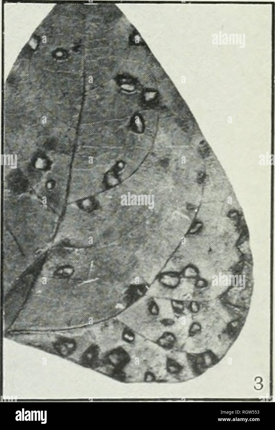 . Bulletin. 1901-13. Agriculture; Agriculture. i % ° $! fc !5JJ 2. Fig. 1.—Roots of Tomato Plant Deformed by Nematodes. Fig. 2.—Root-Knot of Muskmelon Due to Nematodes. Fig. 3.—Leaves of Lima Bean, Showing Leaf-Spot Due to Cercospora Canescens.. Please note that these images are extracted from scanned page images that may have been digitally enhanced for readability - coloration and appearance of these illustrations may not perfectly resemble the original work.. United States. Bureau of Plant Industry, Soils, and Agricultural Engineering. Washington Govt. Print. Off Stock Photo