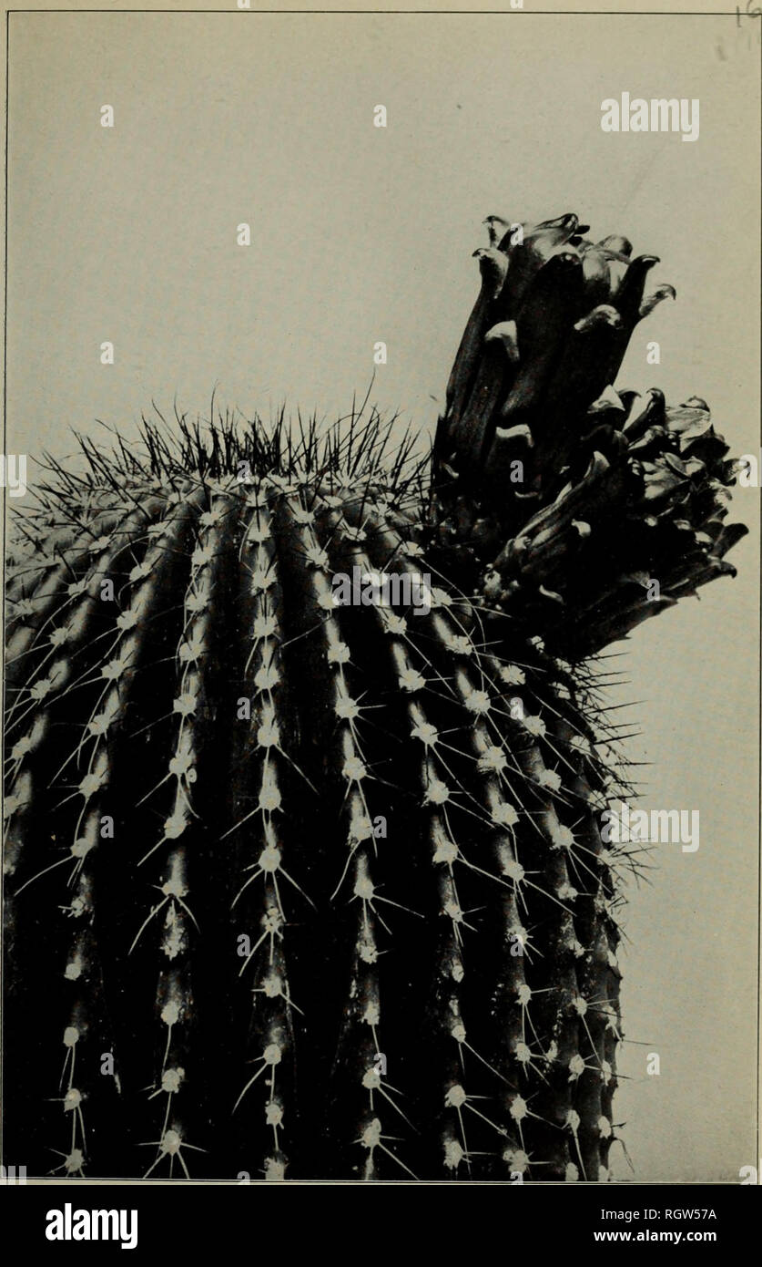 . Bulletin. 1901-13. Agriculture; Agriculture. Bui. 262, Bureau of Plant Industry, U. S. Dept. of Agriculture. Plate IX. '^. PiLOCEREUS POLYLOPHUS (CEREUS NICKELSII), MISSOURI BOTANICAL GARDEN, St. Louis, 1905. (Natural size.). Please note that these images are extracted from scanned page images that may have been digitally enhanced for readability - coloration and appearance of these illustrations may not perfectly resemble the original work.. United States. Bureau of Plant Industry, Soils, and Agricultural Engineering. Washington Govt. Print. Off Stock Photo