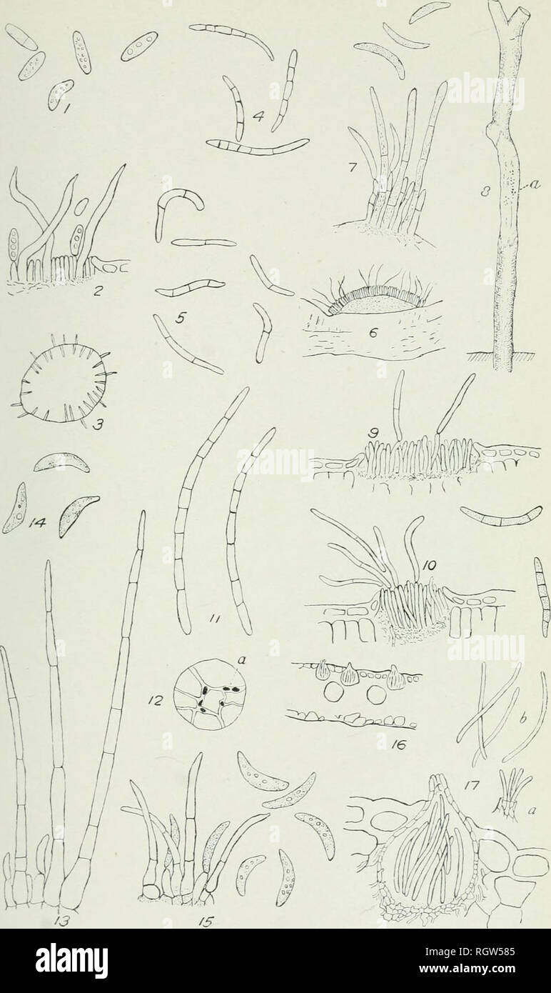 . Bulletin. 1901-13. Agriculture; Agriculture. Bui. 226. Bureau of Plant Industry, U. S.'Dept. of Agriculture. Plate VI.. '4 Species of Colletotrichum, Cylindrosporium, and Septoria on Various Hosts.. Please note that these images are extracted from scanned page images that may have been digitally enhanced for readability - coloration and appearance of these illustrations may not perfectly resemble the original work.. United States. Bureau of Plant Industry, Soils, and Agricultural Engineering. Washington Govt. Print. Off Stock Photo