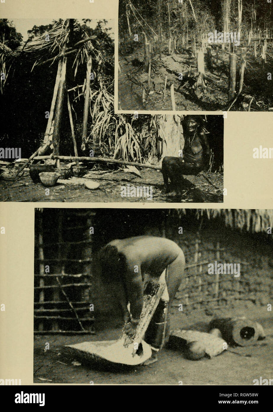 . Bulletin. Ethnology. Plate 111.—Growing and preparing manioc in the Guianas. Top: Tarumd cassava field. Center: Tarumd woman squeezing manioc in tipiti. Bottom: Macushl woman grating cassava. (Courtesy University Museum, Phila- delphia.). Please note that these images are extracted from scanned page images that may have been digitally enhanced for readability - coloration and appearance of these illustrations may not perfectly resemble the original work.. Smithsonian Institution. Bureau of American Ethnology. Washington : G. P. O. Stock Photo