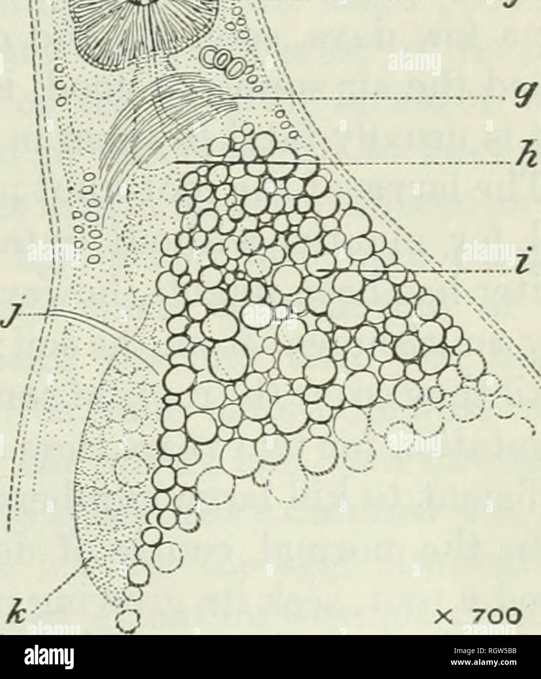 Bulletin 1901 13 Agriculture Agriculture E 1 A G Sn Gt H V A A A 700 Fig 3 Alarva Of Heterodera Radicicoh A An Terior End 6 C And E Spear D