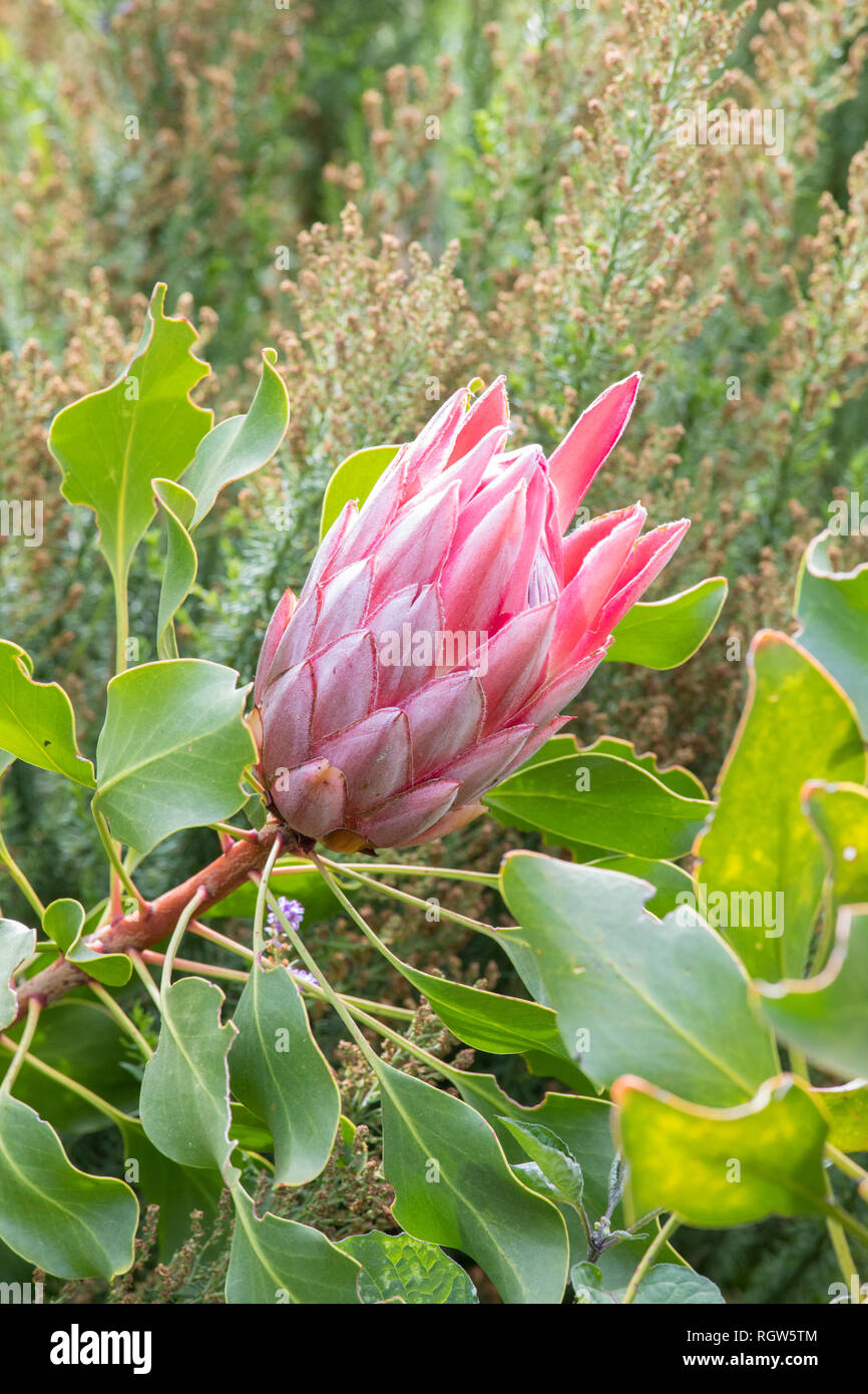 King Protea, King Sugar Bush or Giant Protea, Protea cynaroides, in mountain fynbos, Western Cape, South Africa. Bud beginning to open on the bush. Stock Photo