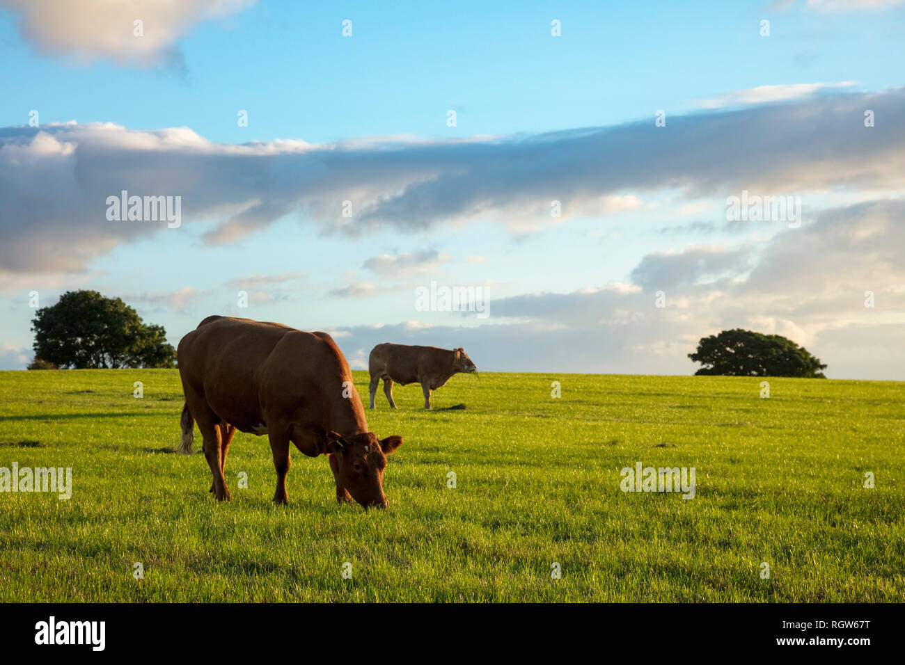 Evening cattle grazing in a field, County Sligo, Ireland. Stock Photo