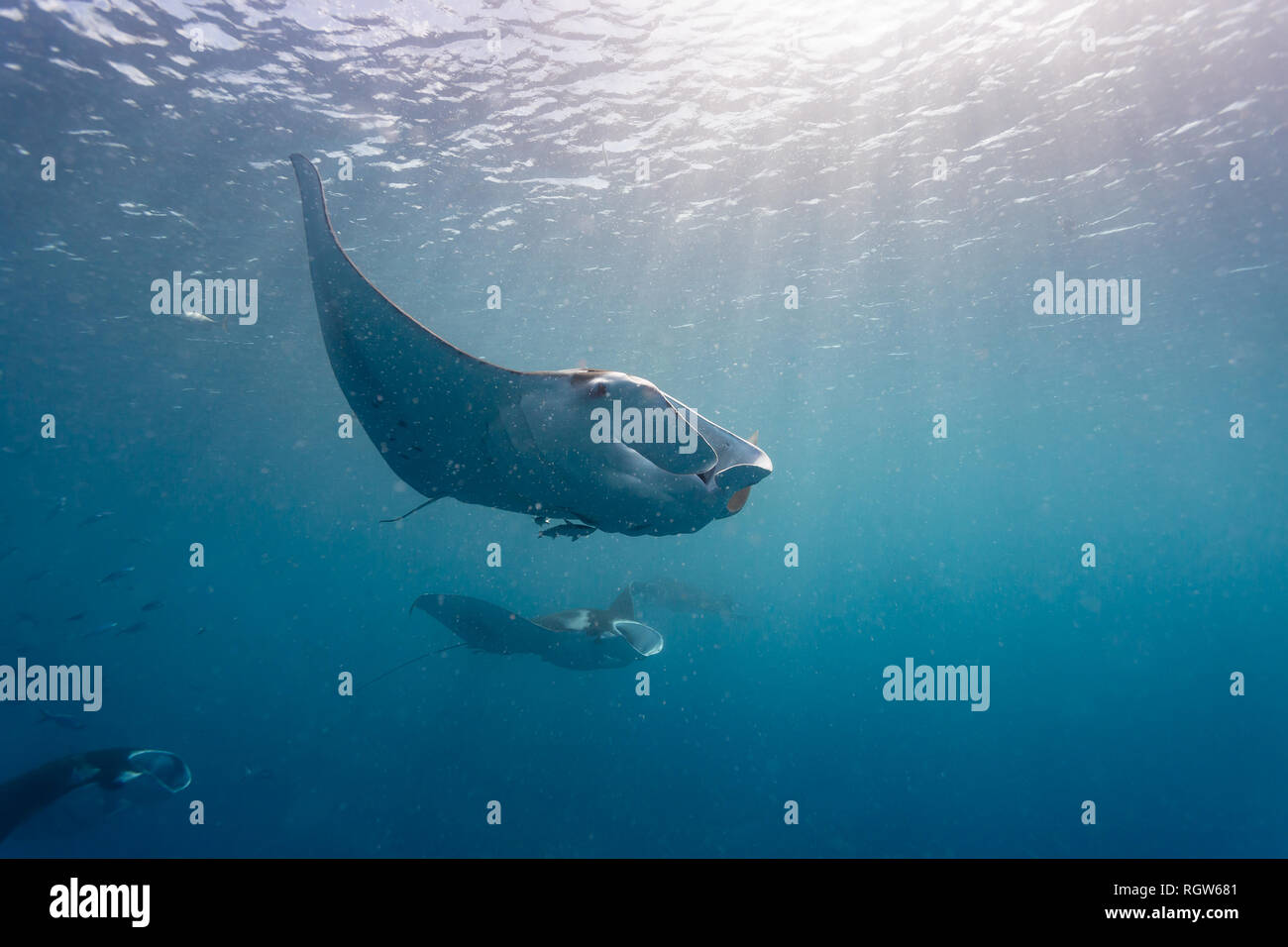 Group of curious manta rays swim close to diver in south pacific Stock ...