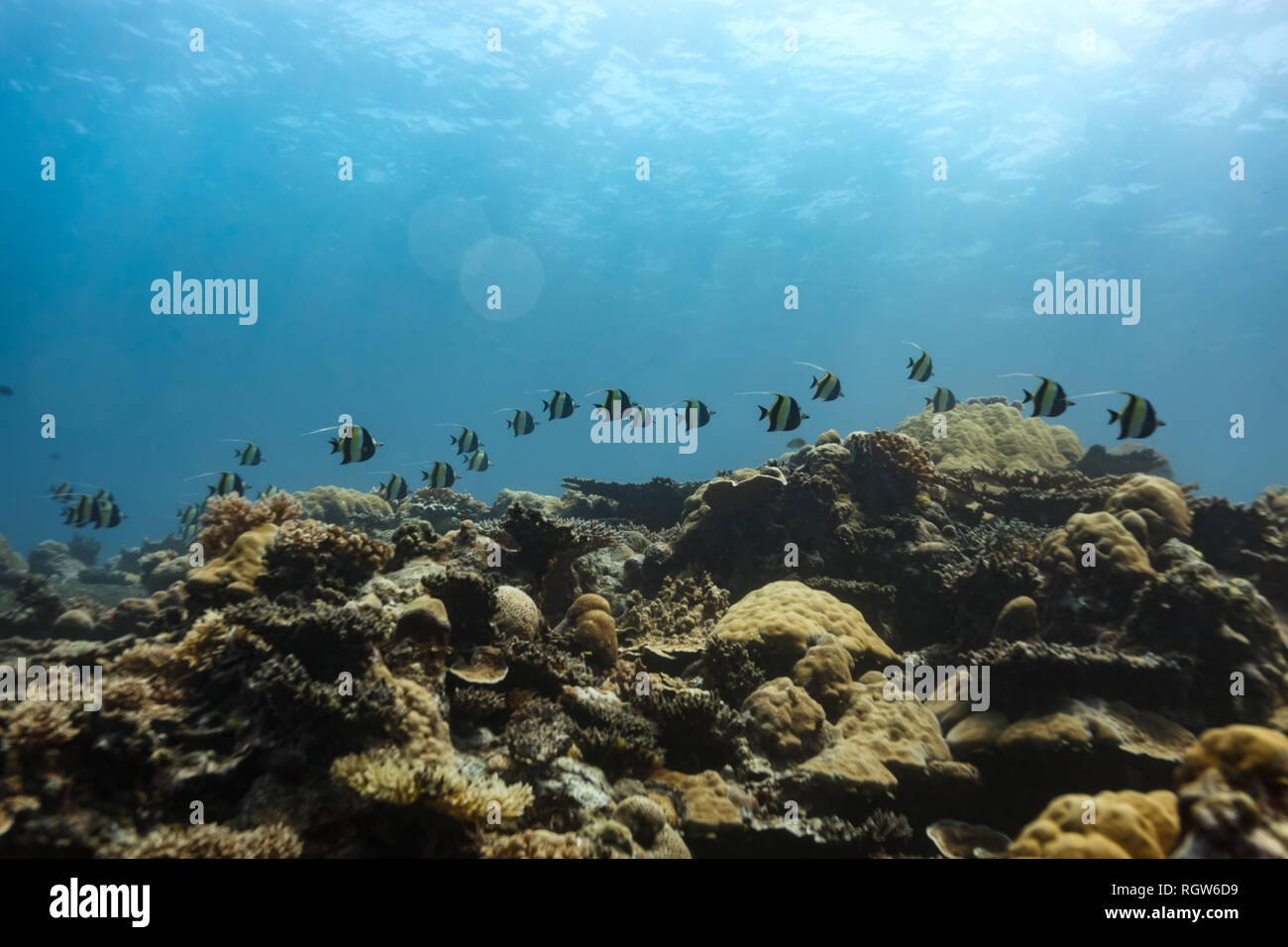 School of Moorish Idols, Zanclus cornutus, swim across top of coral reef Stock Photo