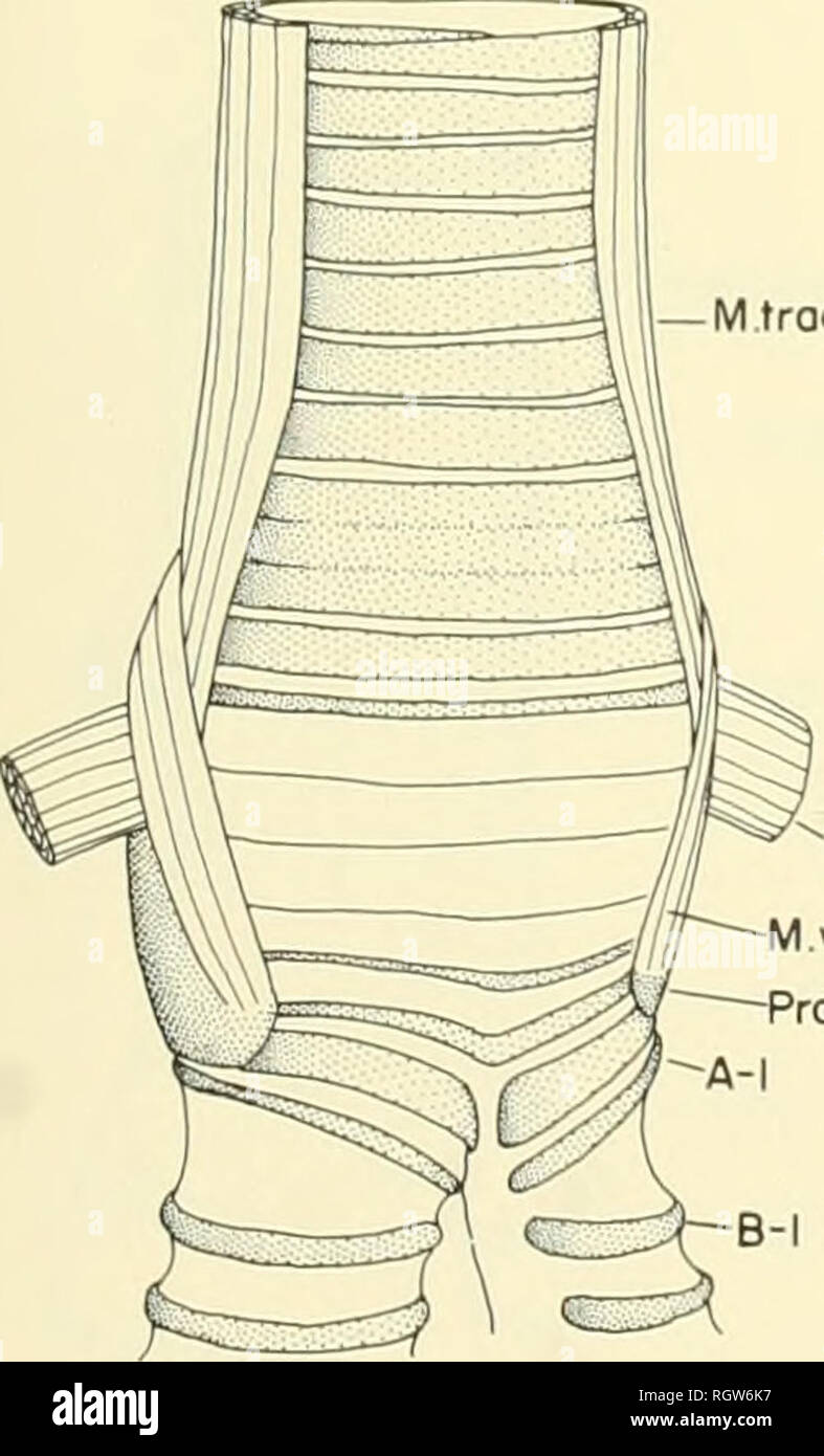 bulletin-natural-history-m-tracheolateralis-m-sternotrachealis