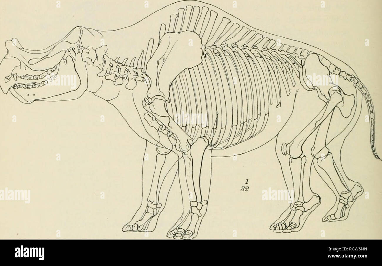 Bulletin - American Museum of Natural History. Natural history; Science. 348 Bulletin American Museum of Natural History. | Vol. VII, skillful drawing of the trunk and limbs, but errs in the Bulletin - American Museum of Natural History. Natural history; Science. 348 Bulletin American Museum of Natural History. | Vol. VII, skillful drawing of the trunk and limbs, but errs in the
