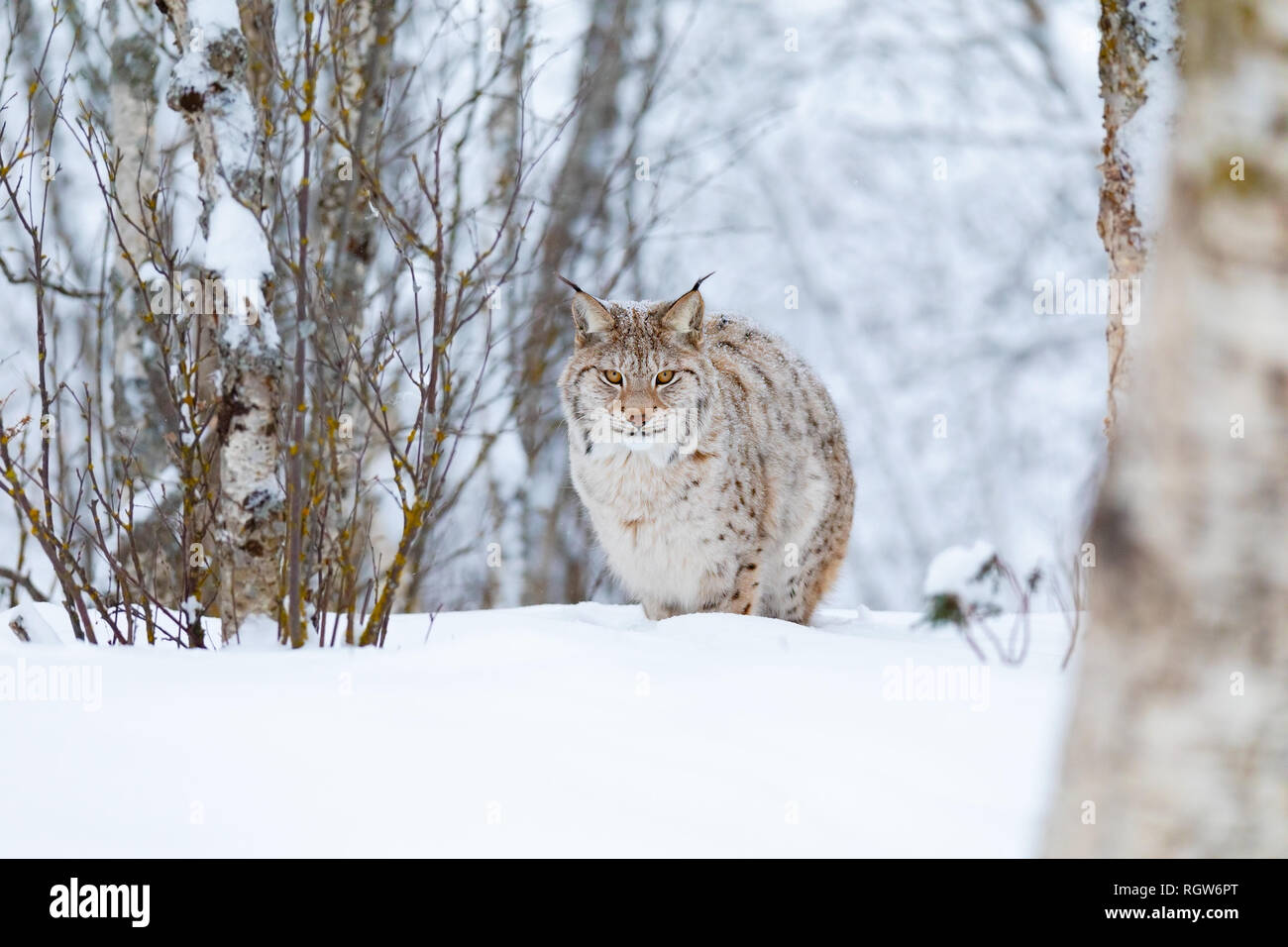 Focused lynx cat with wild eyes walking in the cold winter forest Stock Photo