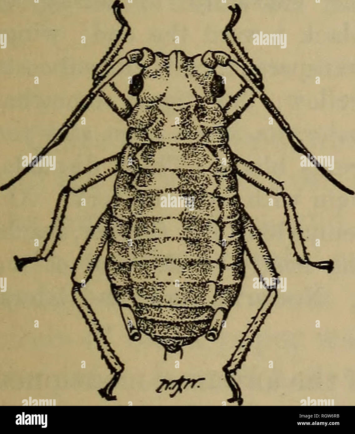 . Bulletin. Insects; Insect pests; Entomology; Insects; Insect pests; Entomology. Fig. 12.—The spring grain-aphis: Young, first instar. Enlarged; actual size, 0.75 mm. (Original.) Measurements of antennal joints (average from 16 specimens): I, 0.066 mm.; II, 0.049 mm.; Ill, 0.226 mm.; IV, 0.140 mm.; V, 0.152 mm.; VI, base, 0.091 mm.; VI, filament, 0.225 mm.; total length, 0.951 mm. They are slightly pruinose in each stage. The material from which these data were taken is mounted on slides and is in the collections of the Bureau of Entomology, bearing Webster number 5151. The first generation,  Stock Photo