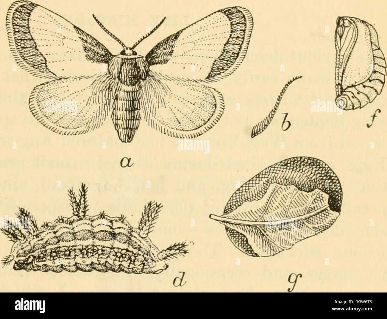. Bulletin. Insects; Insect pests; Entomology; Insects; Insect pests; Entomology. ^^^$?i. Fig. 1.—The rose slug-caterpillar (Euclea indctermina) : a, Female moth; b, male an- tenna ; c, larva, dorsal view ; d, larva, lateral view ; e, spine of larva, much enlarged ; f, pupa; g, cocoon. All enlarged; e, greatly enlarged. (Original.) cut by the larva before transformation to pupa, while it is quite obvious that the cephalic armament of the pupa is designed for that purpose, the pupa constantly wriggling around and around, thus making the perfectly circular flap. October 7, 1883, larva? were foun Stock Photo