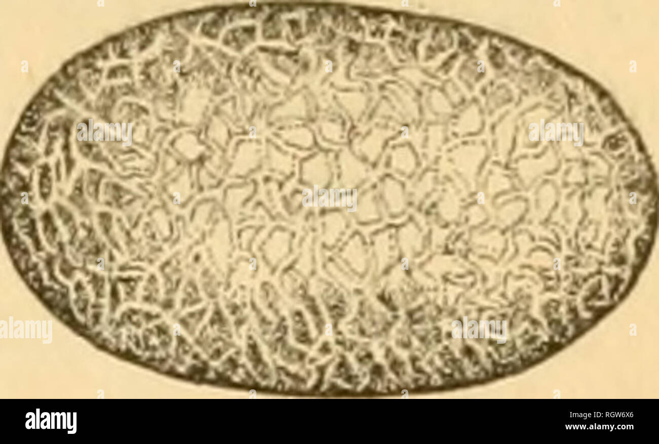 C incana hi-res stock photography and images - Alamy