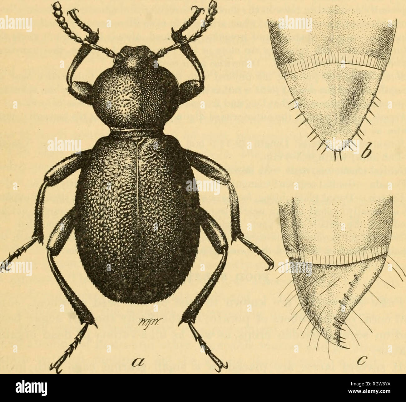 . Bulletin. Insects; Insect pests; Entomology; Insects; Insect pests; Entomology. FALSE WIKEWORMS OF PACIFIC NOETHWEST. 81 depressed, faintly striate. Caudal segment scutelliform, slightly convex dorsally, margined laterally, tip curved slightly upward, bearing 18 acute spines on margin— 4 groups of 2 spines each on each lateral margin and 2 spines at tip. A number of hairs on dorsal surface and many on ventral surface. Head subquadrate, very convex, sides converging anteriorly, posterior angles rounded, 2 hairs on lateral dorsal and several hairs on ventral surface; 2 black eye spots on later Stock Photo