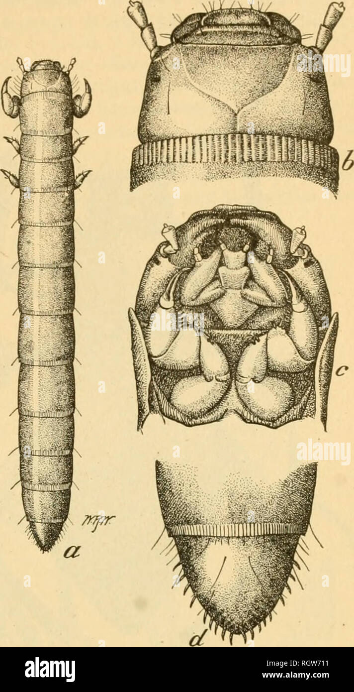 . Bulletin. Insects; Insect pests; Entomology; Insects; Insect pests; Entomology. FALSE WIREWOEMS OF PACIFIC NORTHWEST. 79 of short haii-s on caudal segment. Head subquadrate, very convex, distance from base to labrum equal to one-half width of head, sides converging anteriorly, posterior angles rounded; two stout hairs on lateral dorsal surface; two oblong black eye-spots on lateral anterior part, a large one at base of antennae, and a smaller one posterior and dorsad of this. Suture arising at base of each mandible flexed laterally and converging posteri- orly to unite with the median sutm^e Stock Photo