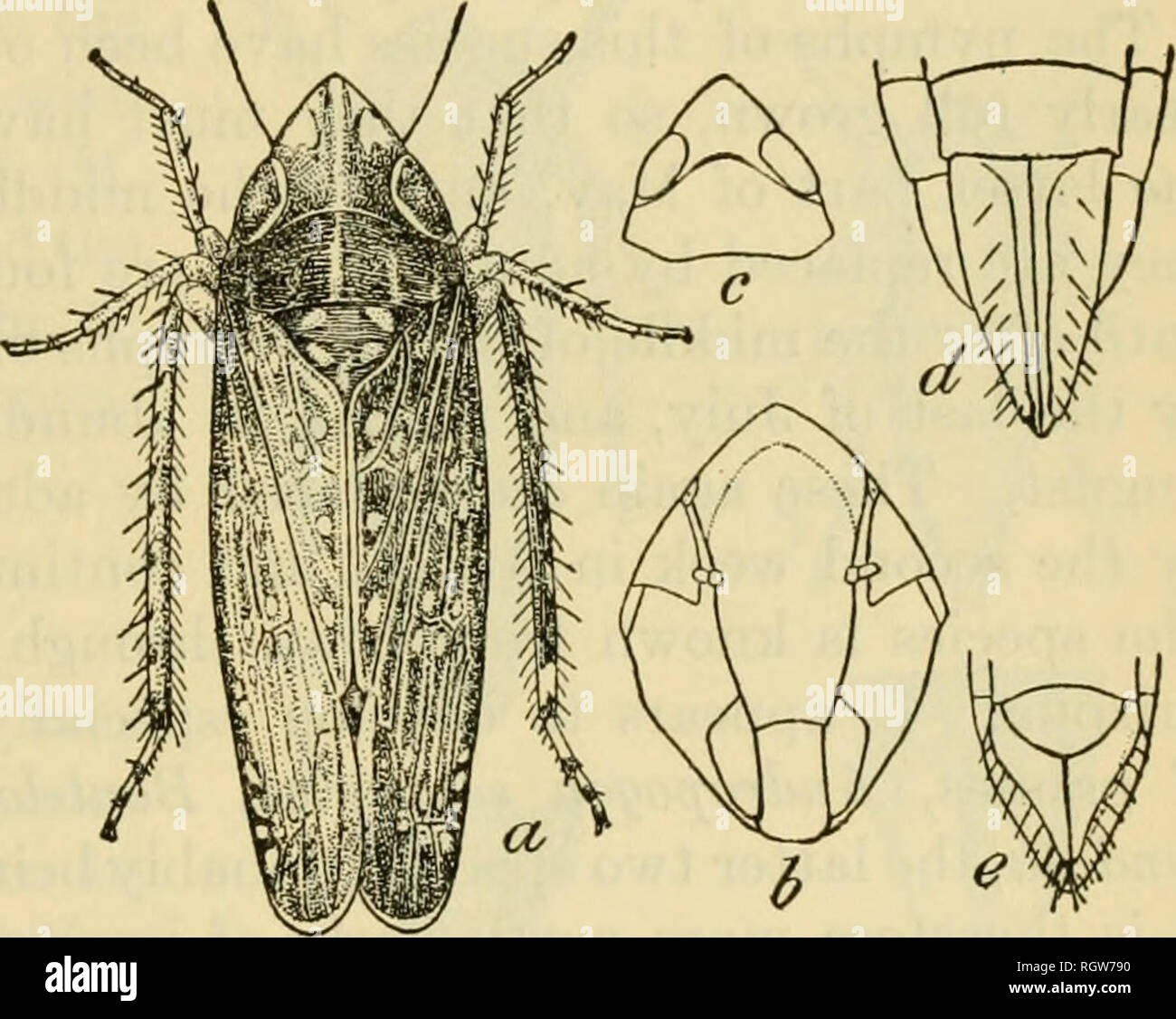 . Bulletin. Insects; Insect pests; Entomology; Insects; Insect pests; Entomology. THE YELLOW-FACED LEAFHOPPER. 11 grasses or on low vegetation and appear to be general feeders. They have not been determined as restricted to any single kind of grass as a host plant. The Yellow-faced Leafhopper. (Platymetopius front alls Van D.) The yellow-faced leafhopper (Platymetopius frontalis Van D.) is a much darker species than the acutus, ranging from dark brown to distinctly black with a broad border and lemon-yellow face. The forewings are marked with numerous round, white spots. In size it is somewhat Stock Photo