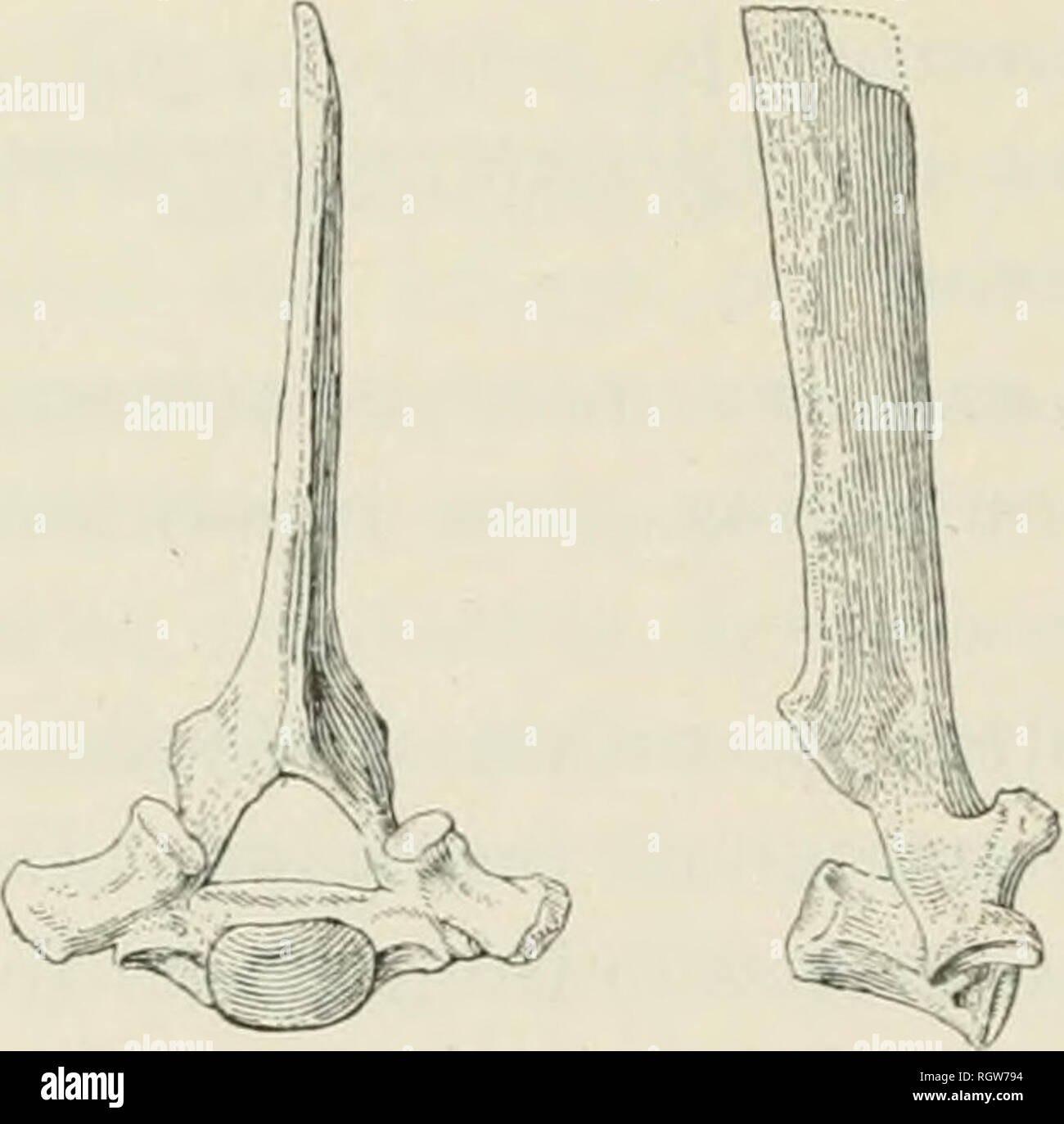 . Bulletin - American Museum of Natural History. Natural history; Science. Fig. 4. Front view of cervical of Agri- och oerus guyot ianus. Two-fifths natural size. Fig. 5. Side view of cervical of Agri- ocheerusguyotia /ins. Two-fifths natural size. the odontoid is almost as highly developed as in any of the living genera. The remaining cervicals are very much like those of Oreodon; they are provided with prominent hypopophyses and moderately developed neural spines, which increase rapidly in length from before backwards. The dorsals resemble those of Oreodon very closely, so far as can be dete Stock Photo