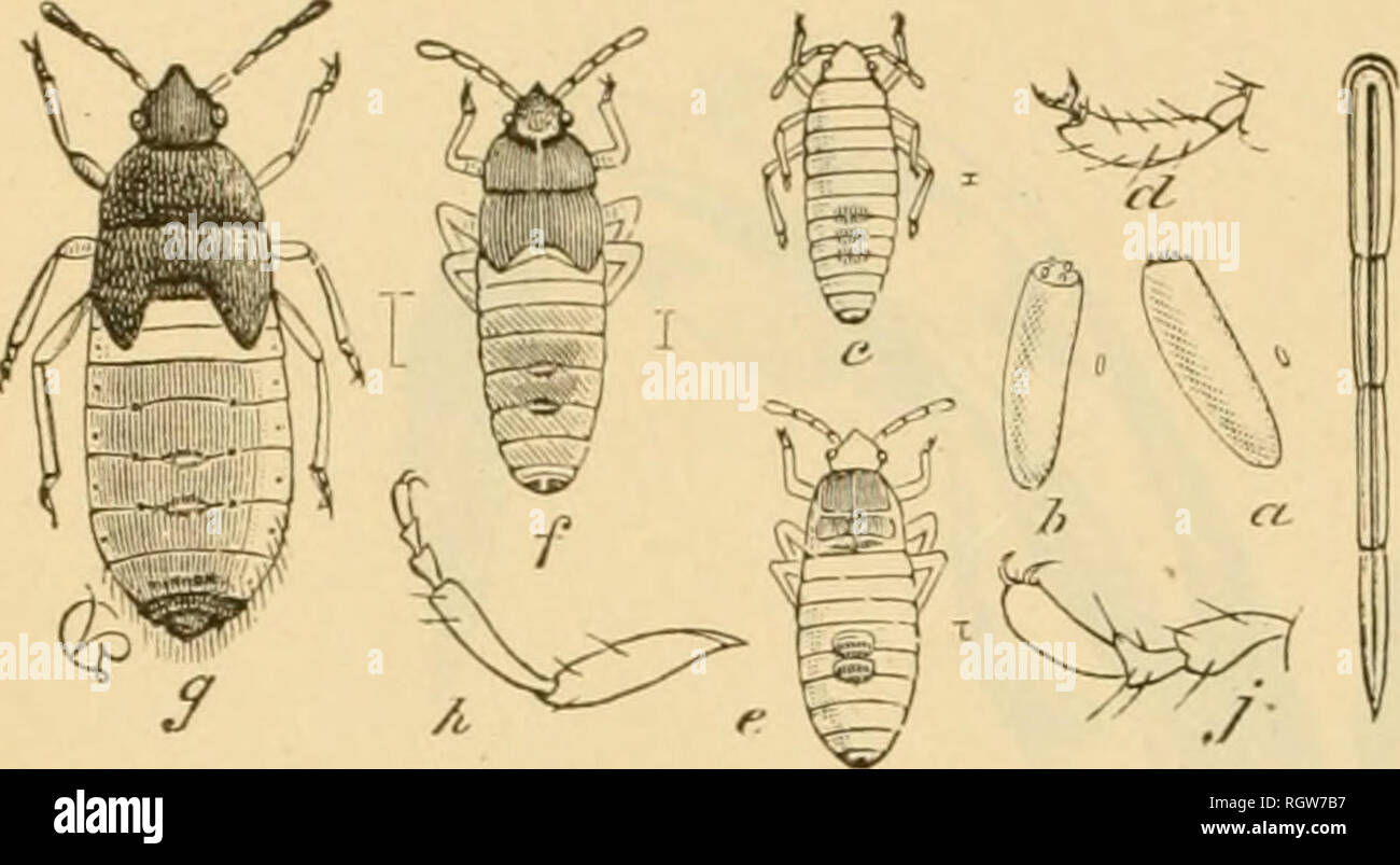 . Bulletin. Insects; Insect pests; Entomology; Insects; Insect pests; Entomology. 26 PAPERS ON CEREAL AND FORAGE INSECTS.. Fig. 13.—Chinch bug: a, 6, Egg.s;c, newly hatched larva, or nymph; d, its tarsus; e, larva after first molt;/, same after second molt; g, last-stage larva; the natural sizes indicated at sides; h, enlarged leg of perfect bug; j, tarsus of same, still more enlarged; i, proboscis or bealc, enlarged. (From Riley.) tliein are forced to seek their food elsewliere. They usually find this m kafir cane fields, and among some of tlie grasses, where they reach maturity. From here th Stock Photo