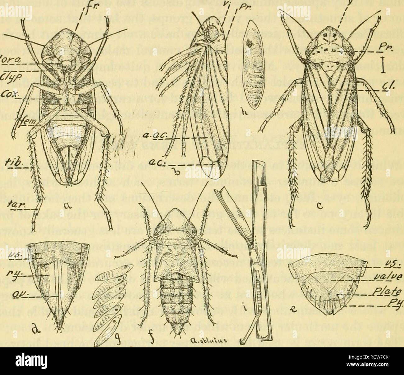 Loecit Insect . Bulletin. Insects; Insect pests; Entomology; Insects; Insect pests ...