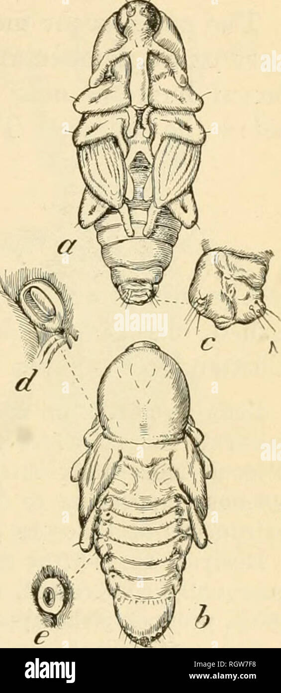 . Bulletin. Insects; Insect pests; Entomology; Insects; Insect pests ...