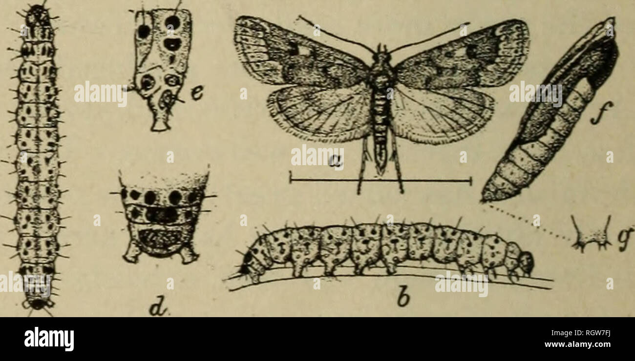 . Bulletin. Insects; Insect pests; Entomology; Insects; Insect pests; Entomology. Fig. 9.—The sugar-beet webworm (Loxostege sticticalis) : Moth. Twice natural size. (Reengraved after Insect Life.) GENERAL APPEARANCE OF THE SUGAR-BEET WEBWORM AND NATURE OF ATTACK. The parent of this webworm (fig. 9) belongs to the lepidopterous family Pyralida?, and is a tawny-brown, active moth, or ** miller.** with a wing expanse of about 1 inch. It is larger and more conspicuously colored than the garden web- worm which is shown in figure 10. The moths deposit their pearly-white eggs singly or in rows of fro Stock Photo