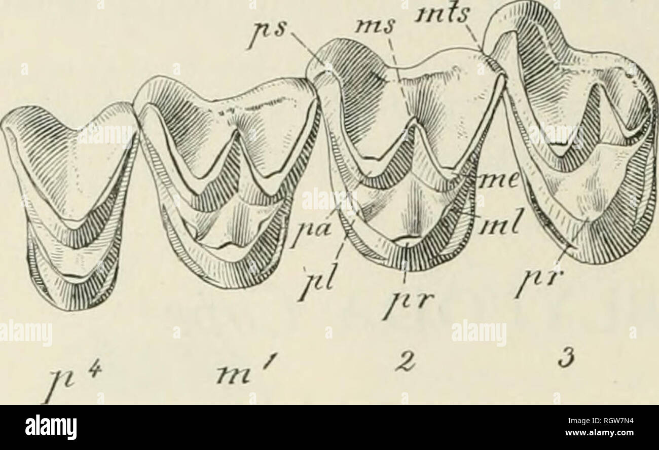 . Bulletin - American Museum of Natural History. Natural history; Science. 44 Bulletin American Museum of Natural History. [Vol. VII,. Fig. 14. Pantolambda bathmodon of superior molars. Natural size. Crown view is typical ; the peculiar features of the superior molars are that although they present a broad transverse triangle, the apices of the three primary cusps (protocone, paracone and metacone) are brought close together as in the Periptychus, while the outer wall is very broad, exhibiting a parastyle and a metastyle, both well developed, while the mesostyle is feeble ; the intermediate co Stock Photo