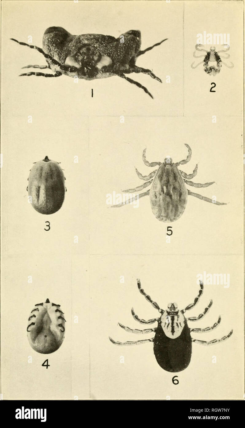 . Bulletin. Insects; Insect pests; Entomology; Insects; Insect pests; Entomology. Bui. 105, Bureau of Entomology, U. S. Dept. of Agriculture. Plate III.. The Spotted-Fever Tick (Dermacentor venustus) and Dermacentor albipictus. Fig 1.—Adult sjiottod-fever tick wliich lias ik'posited t'ggs. Fig.'2.—Larva of sp(itted-l-vt'r tick. Fig. 3.—Engorged nymph of spotted-ffvor tick. Fig. -4.—Same, ventral view. Fig. 5.—Adult maleof Ik'niiari ntur albipirtns. Fig. C.—.dnlt female of /'. alhipicliis. nnengorgcd. i original.). Please note that these images are extracted from scanned page images that may  Stock Photo