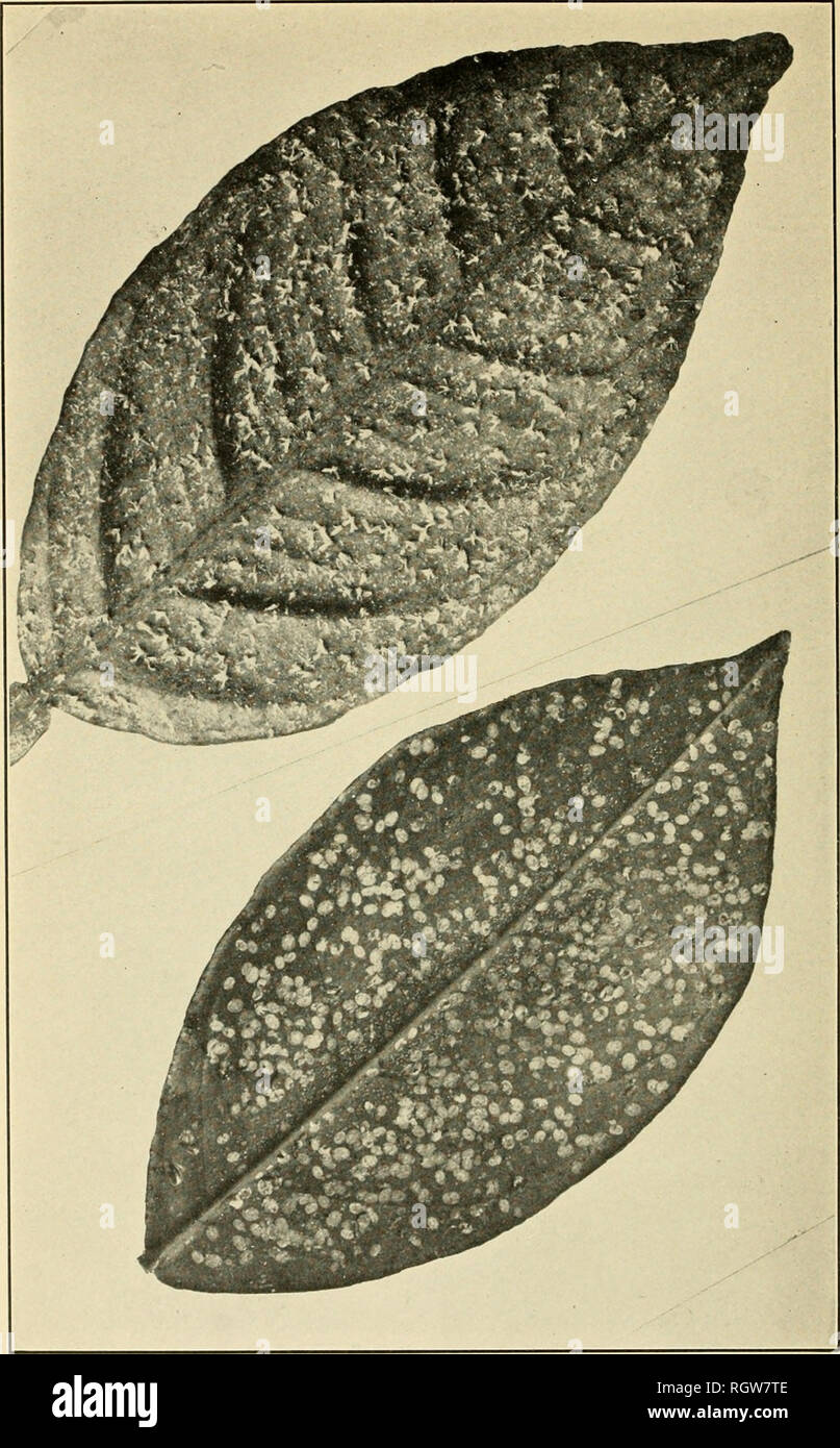 . Bulletin. Insects; Insect pests; Entomology; Insects; Insect pests; Entomology. Bui. 102, Bureau of Entomology, U. 5. Dept. of Agriculture. Plate IX.. Upper Figure, Sporotrichum Fungus Infecting Adult White Flies, Causing Them to Remain Attached to Underside of Leaf, Instead of Dropping as is Usual. Lower Figure, Larv/e and Pup/e of the Citrus and Cloudy-Winged White Flies Killed by Fumigation and Later Developing the White-Fringe Fungus. (Original.). Please note that these images are extracted from scanned page images that may have been digitally enhanced for readability - coloration and ap Stock Photo